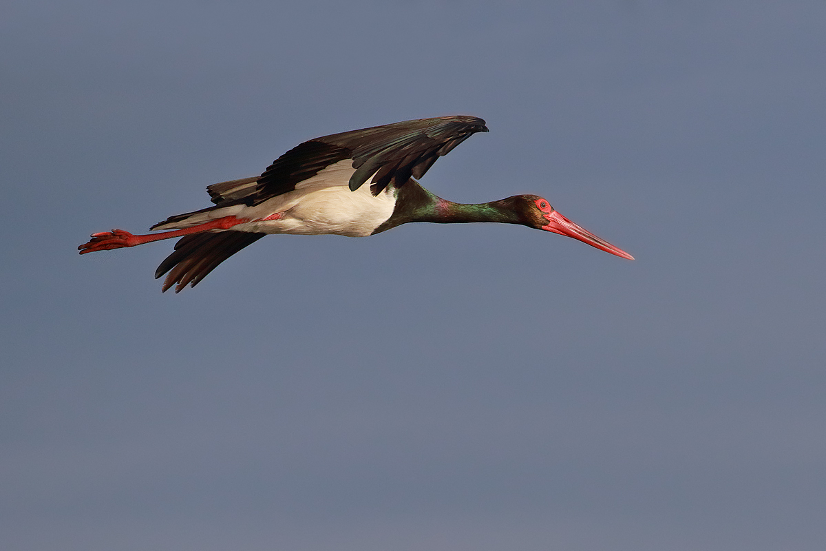 Black stork