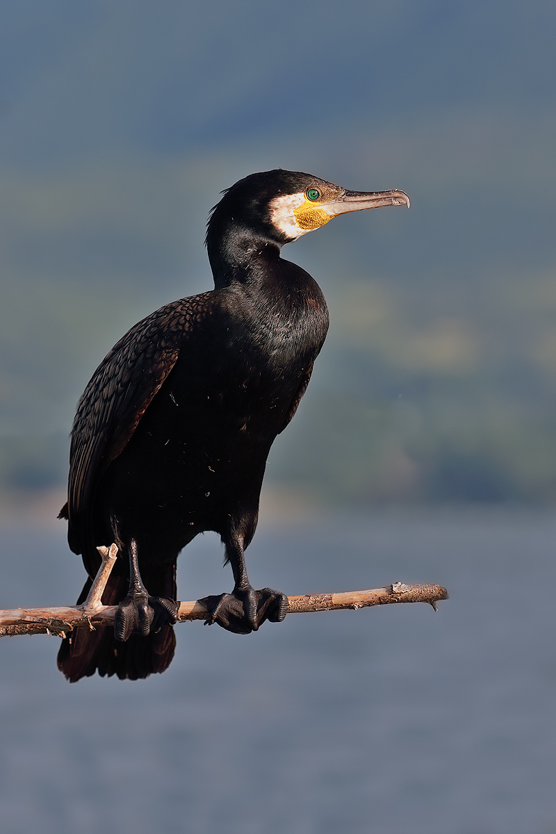 Cormorant