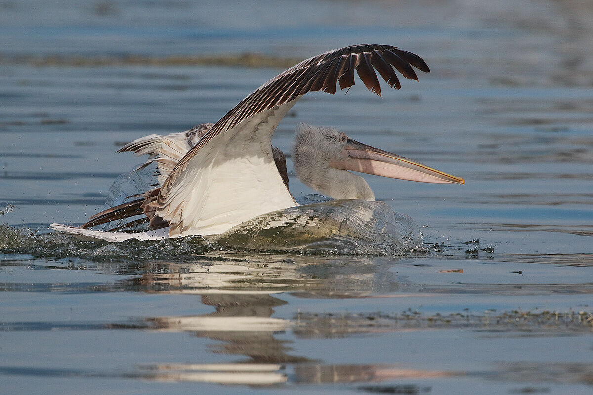 Hedgehog Pelican