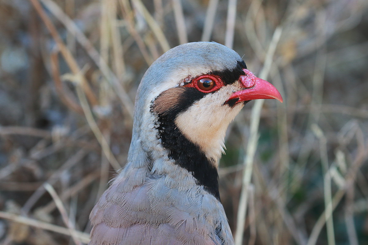 Red partridge