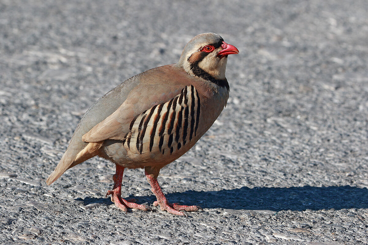 Red partridge