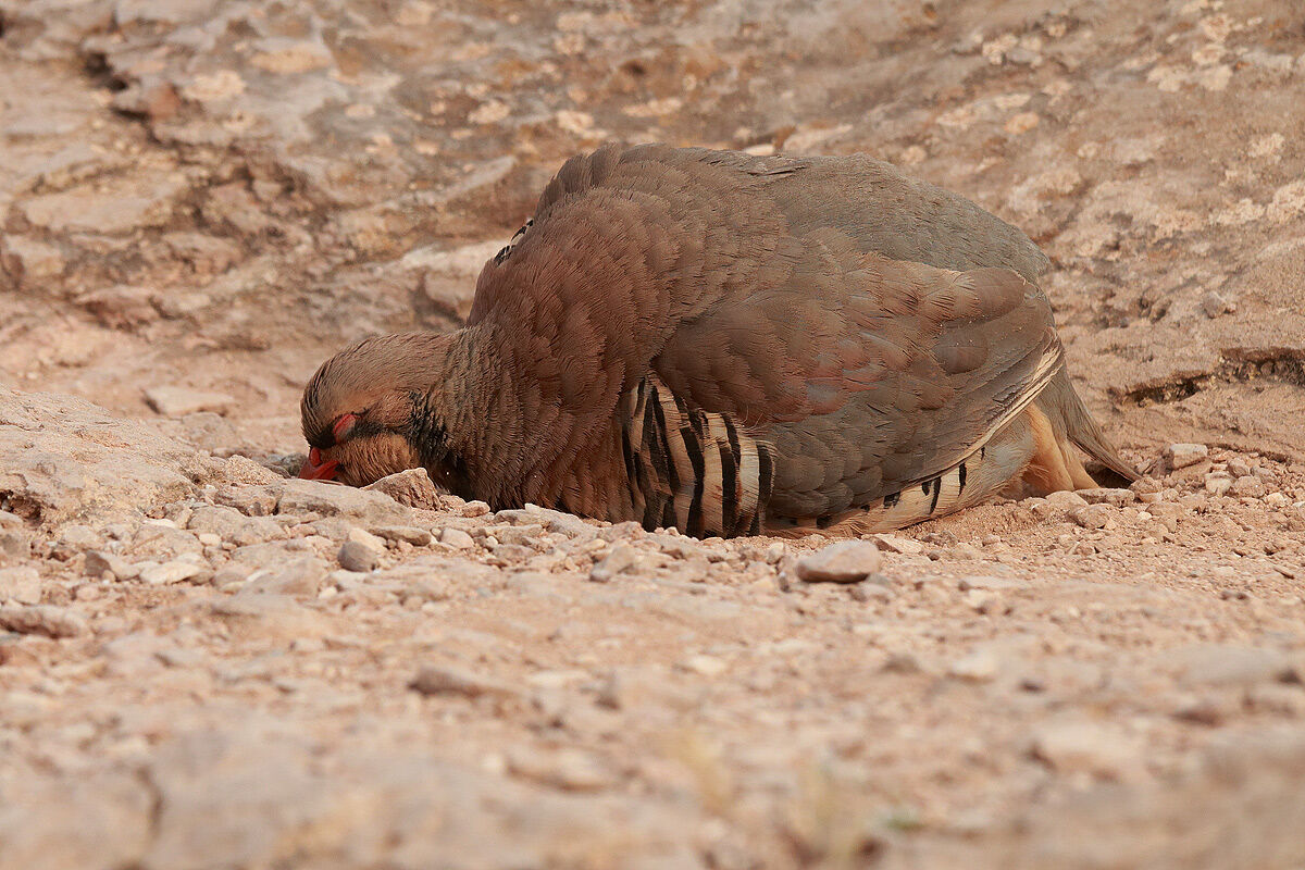 Red partridge in the bathroom