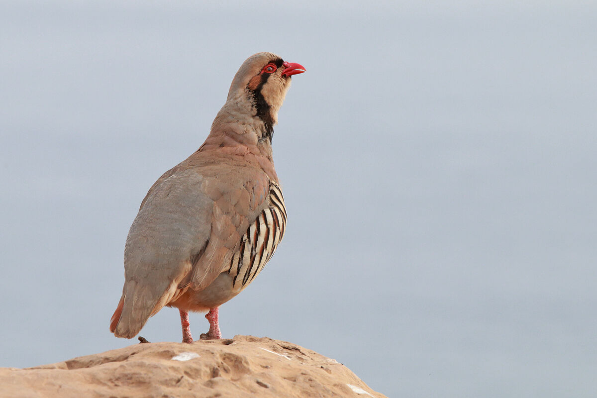 Red partridge