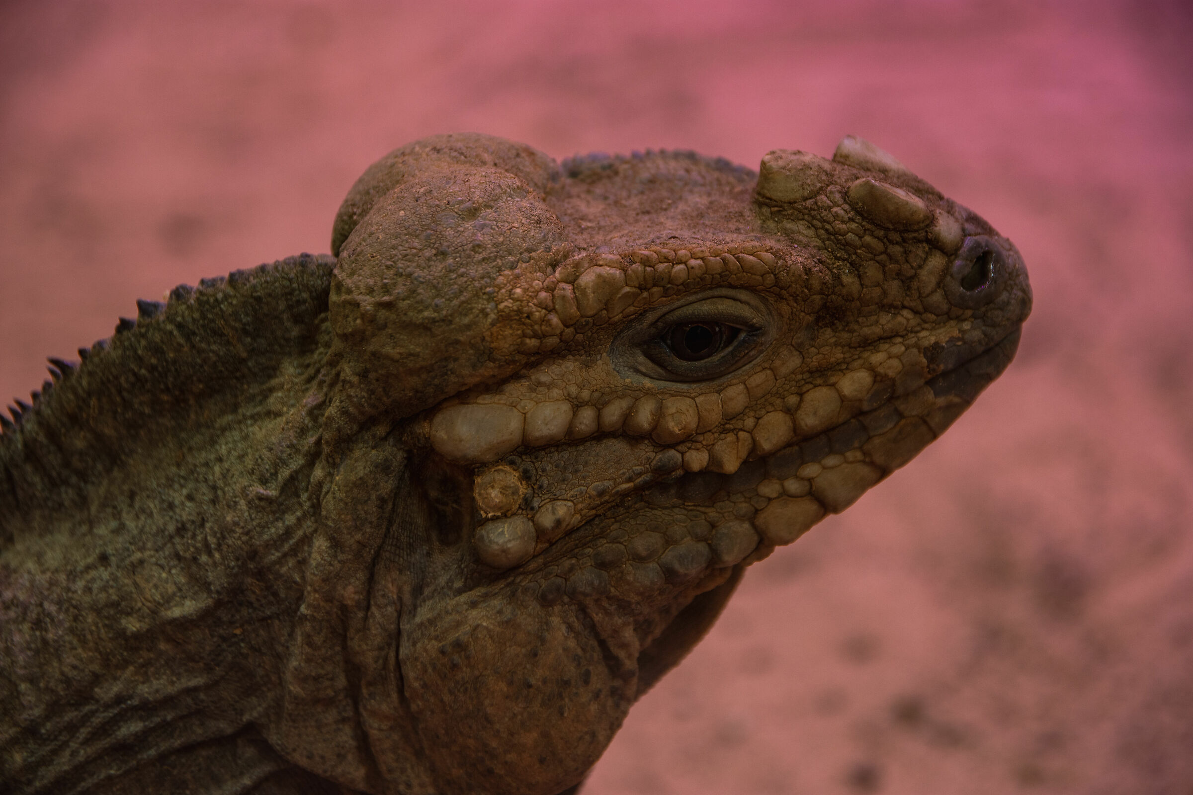 Il rinoceronte in versione rettile (Iguana Rinoceronte)