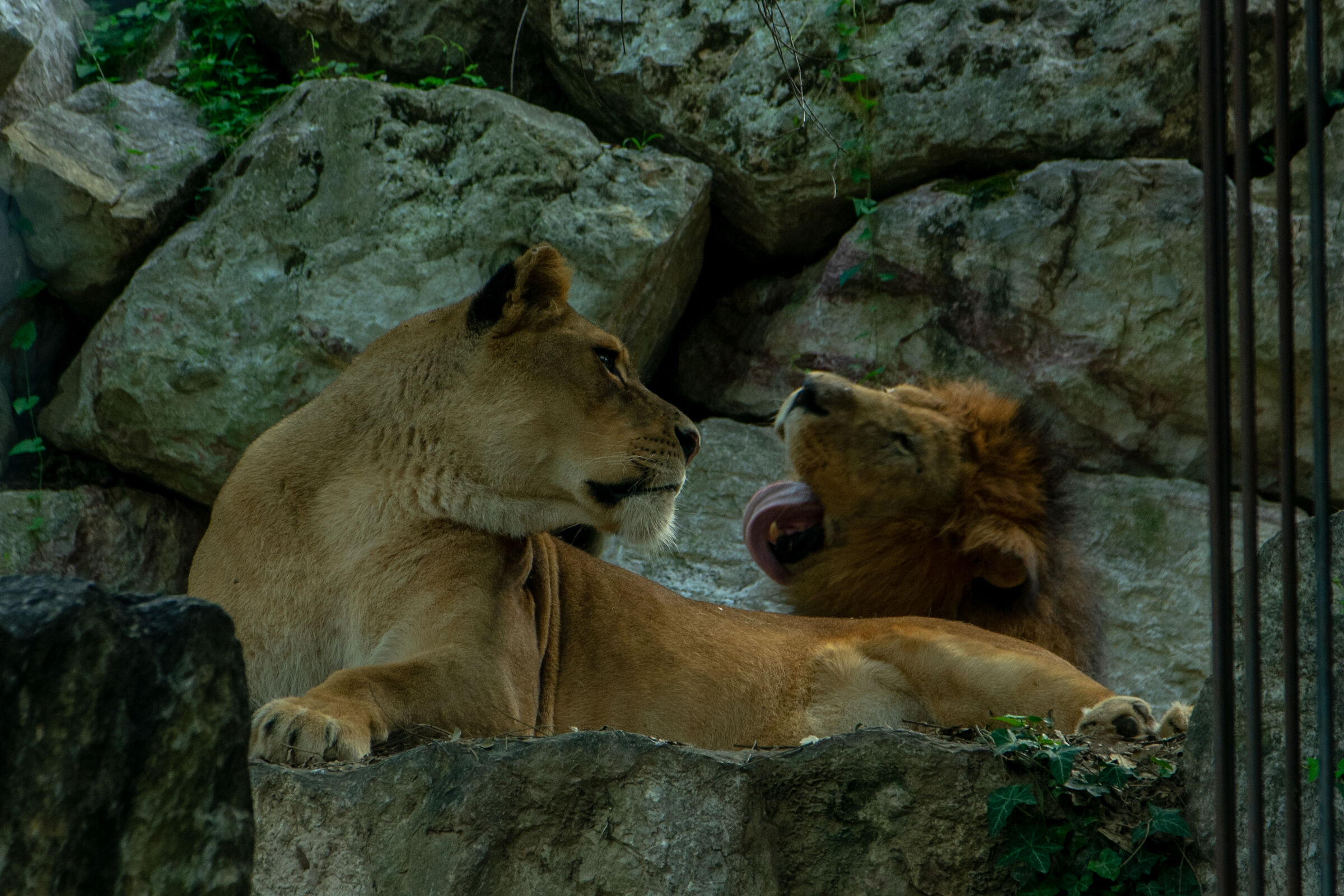 Tra moglie e marito non mettere il...