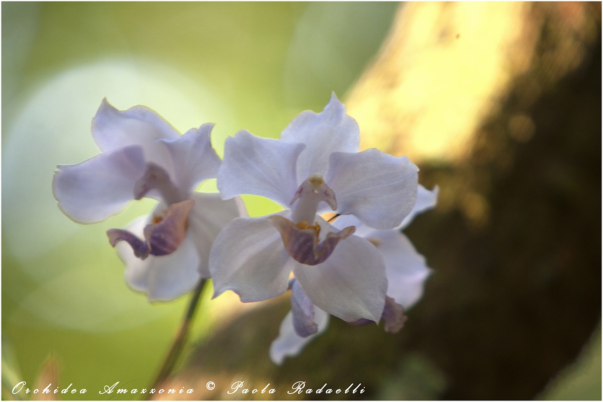 Orchidea