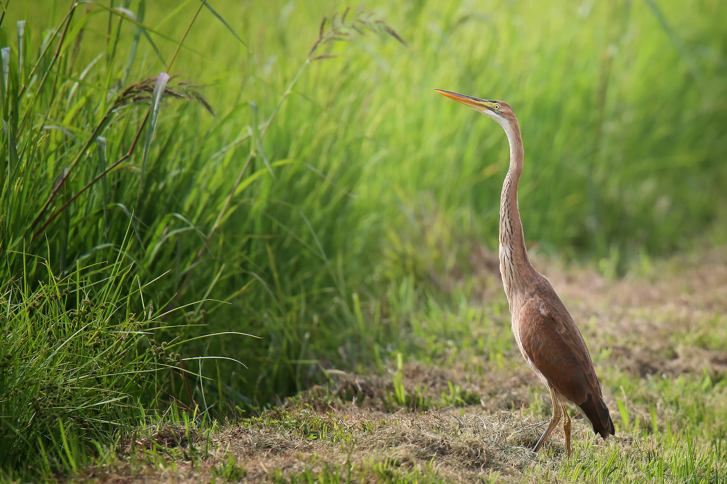 young red heron