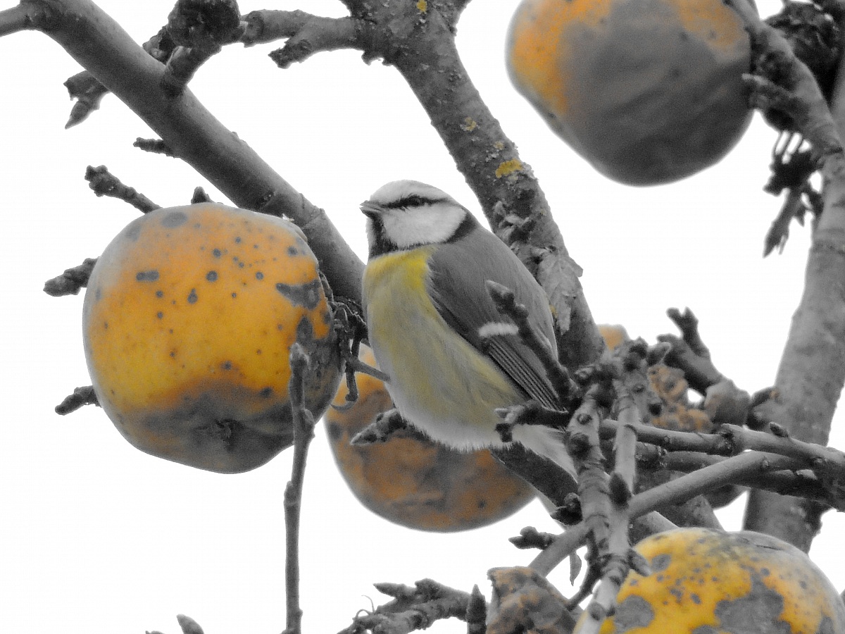 cincia in grigio giallo