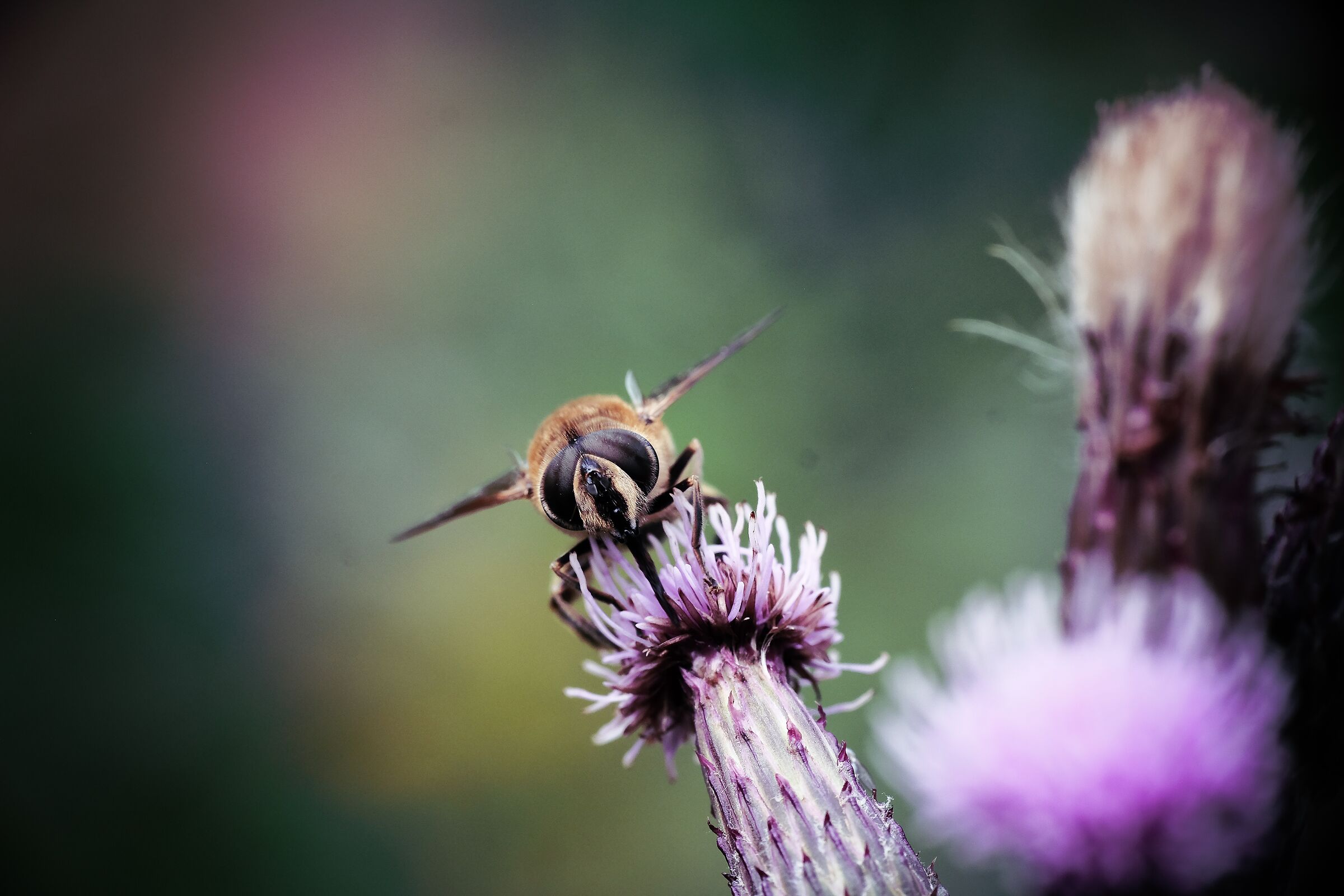 Eristalis tenax