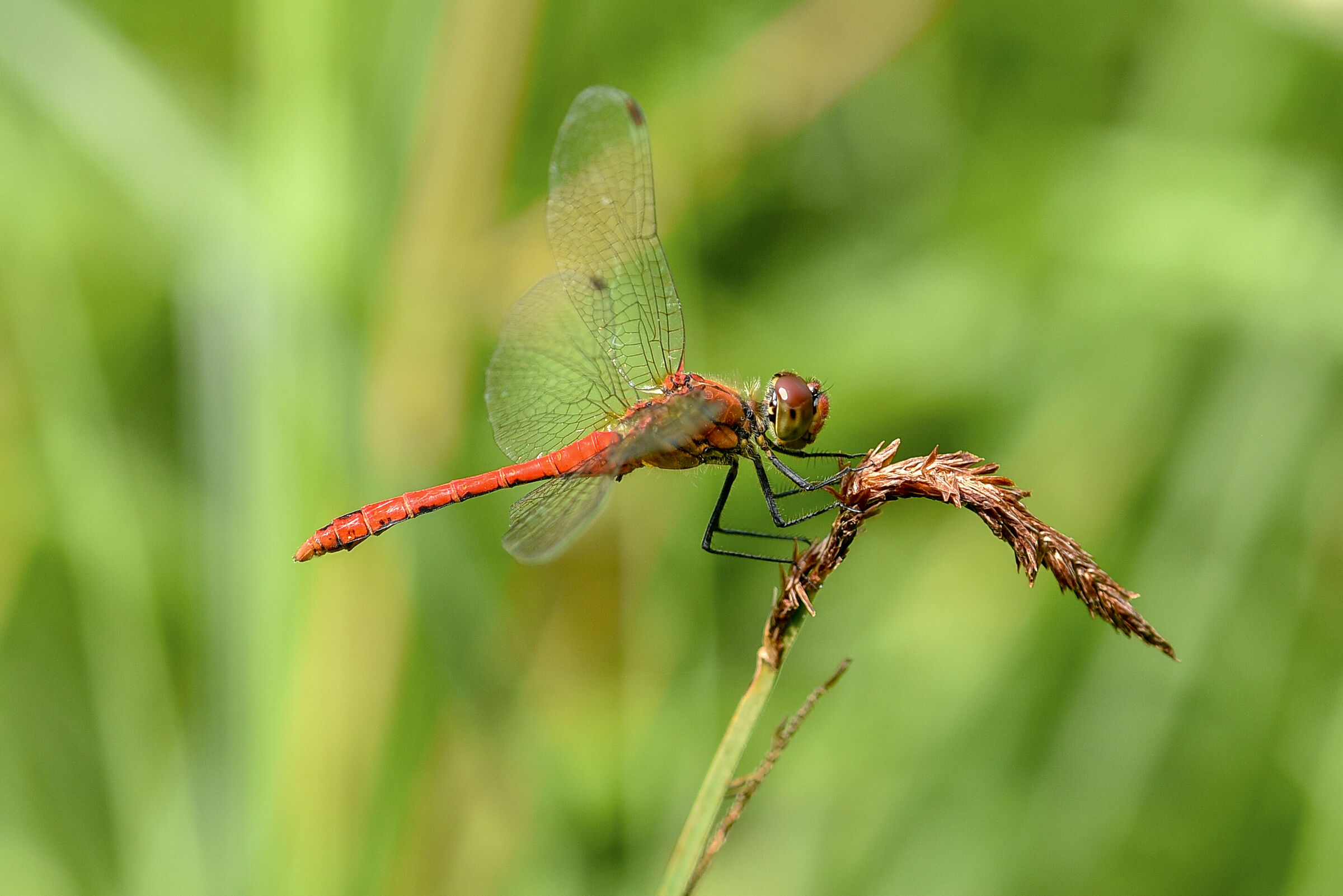 Libellula rossa - Cardinale sanguineo