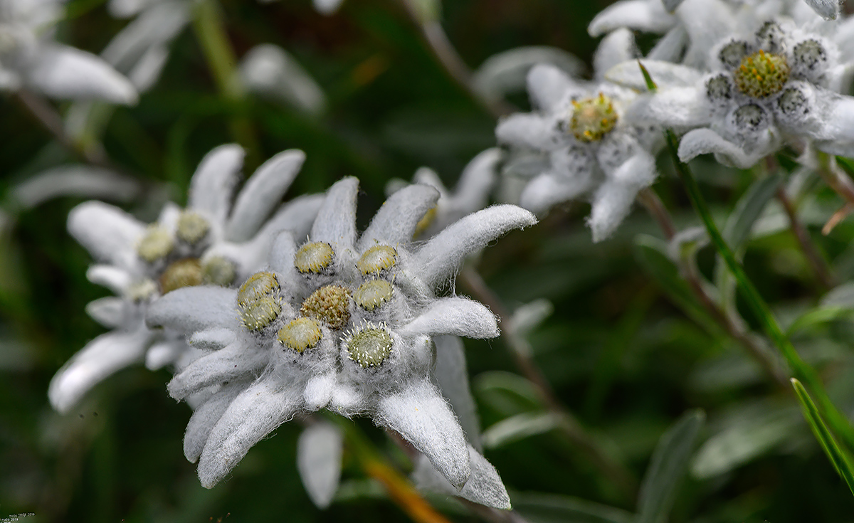 Chierego Refuge - Mount Baldo VR