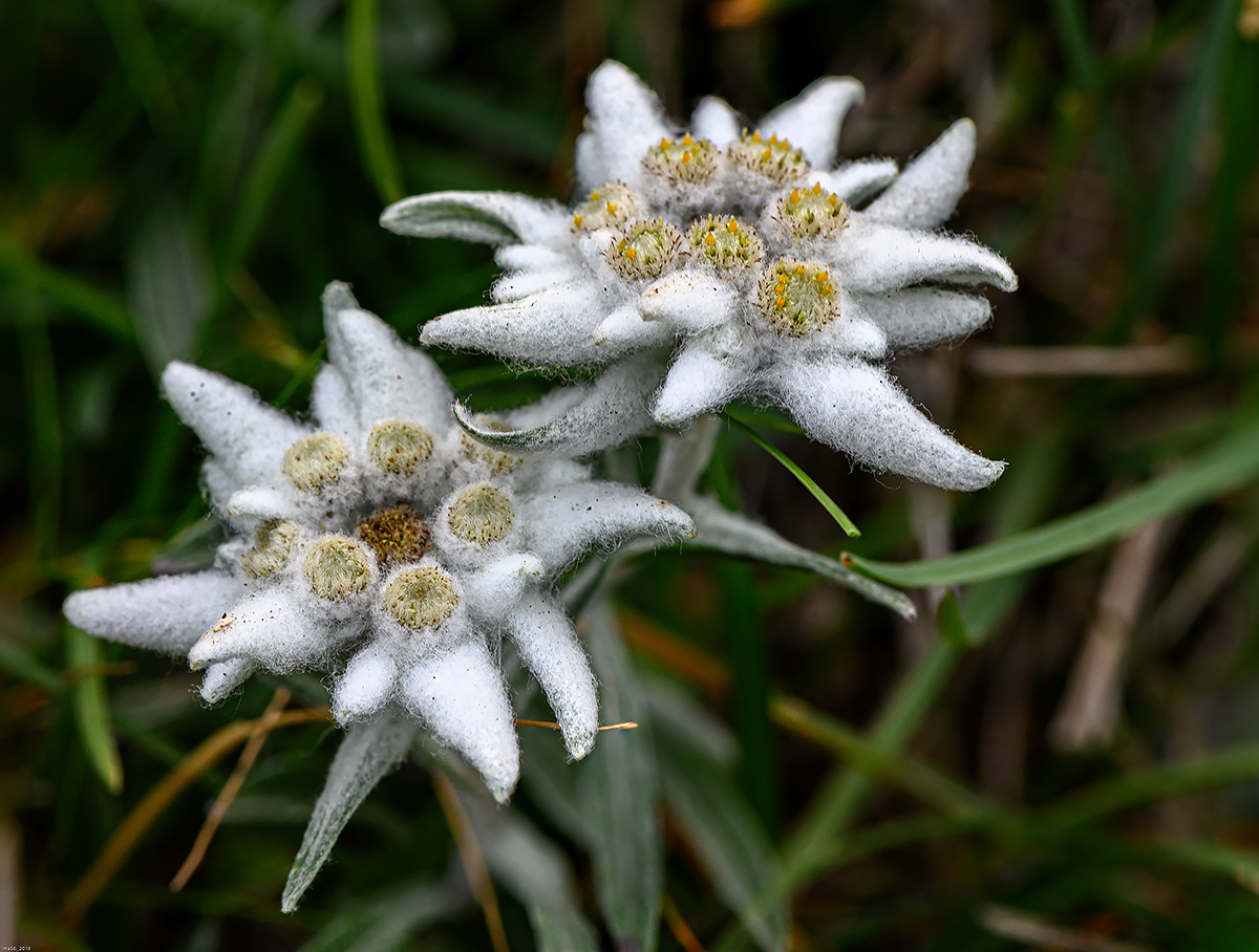 Rifugio Chierego - Monte Baldo VR