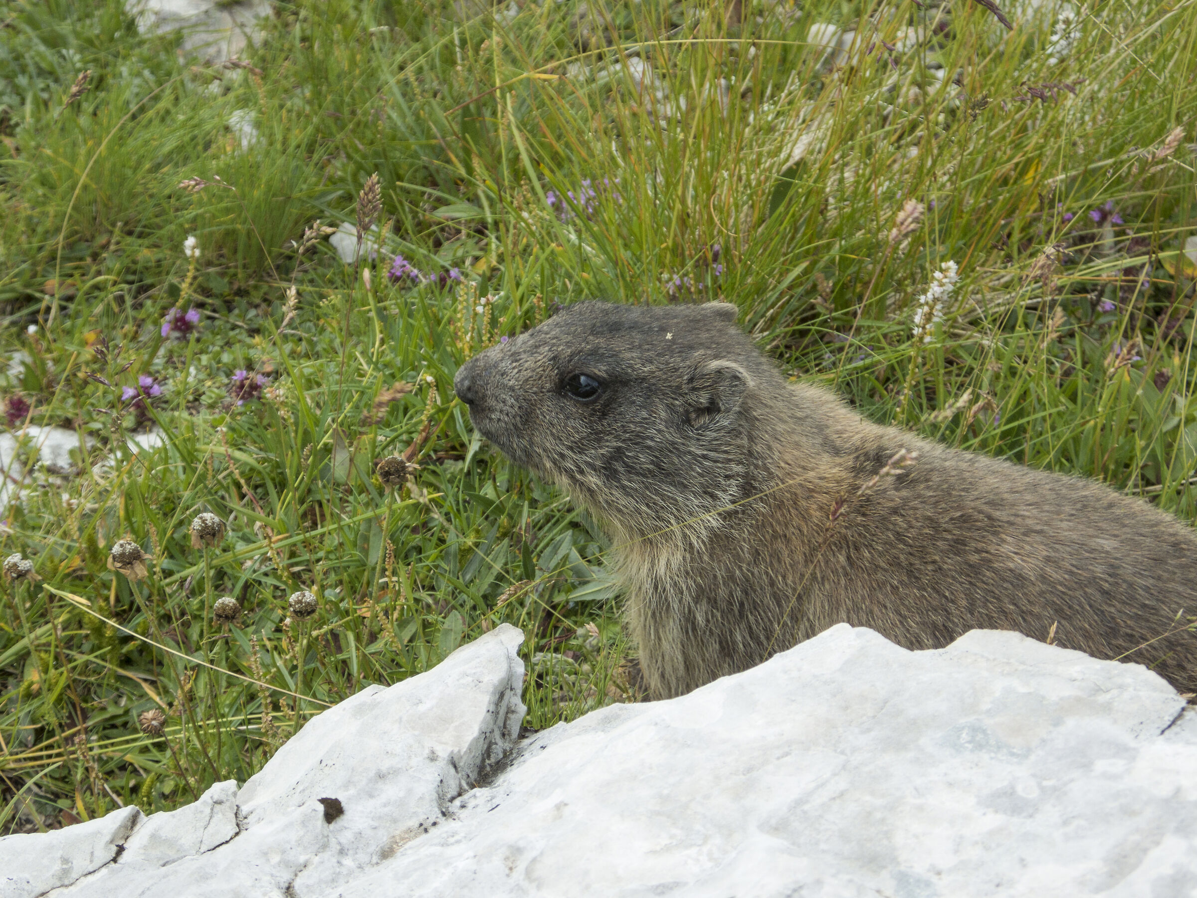 Marmot Marmot