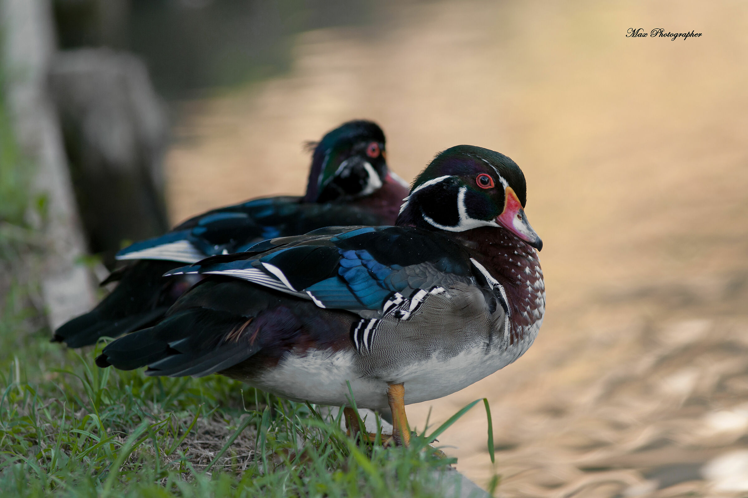 Coppia di anatre Carolina (Aix sponsa)