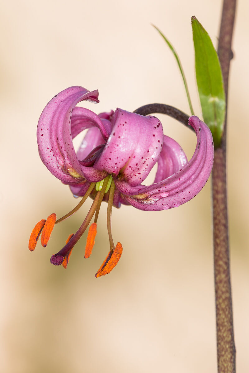 Giglio martagone (Lilium martagon) ...