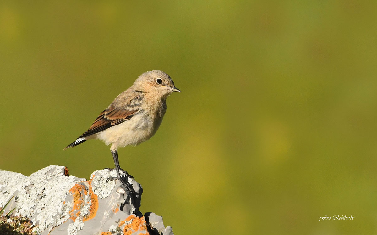 Culwhite.... juv at dawn....