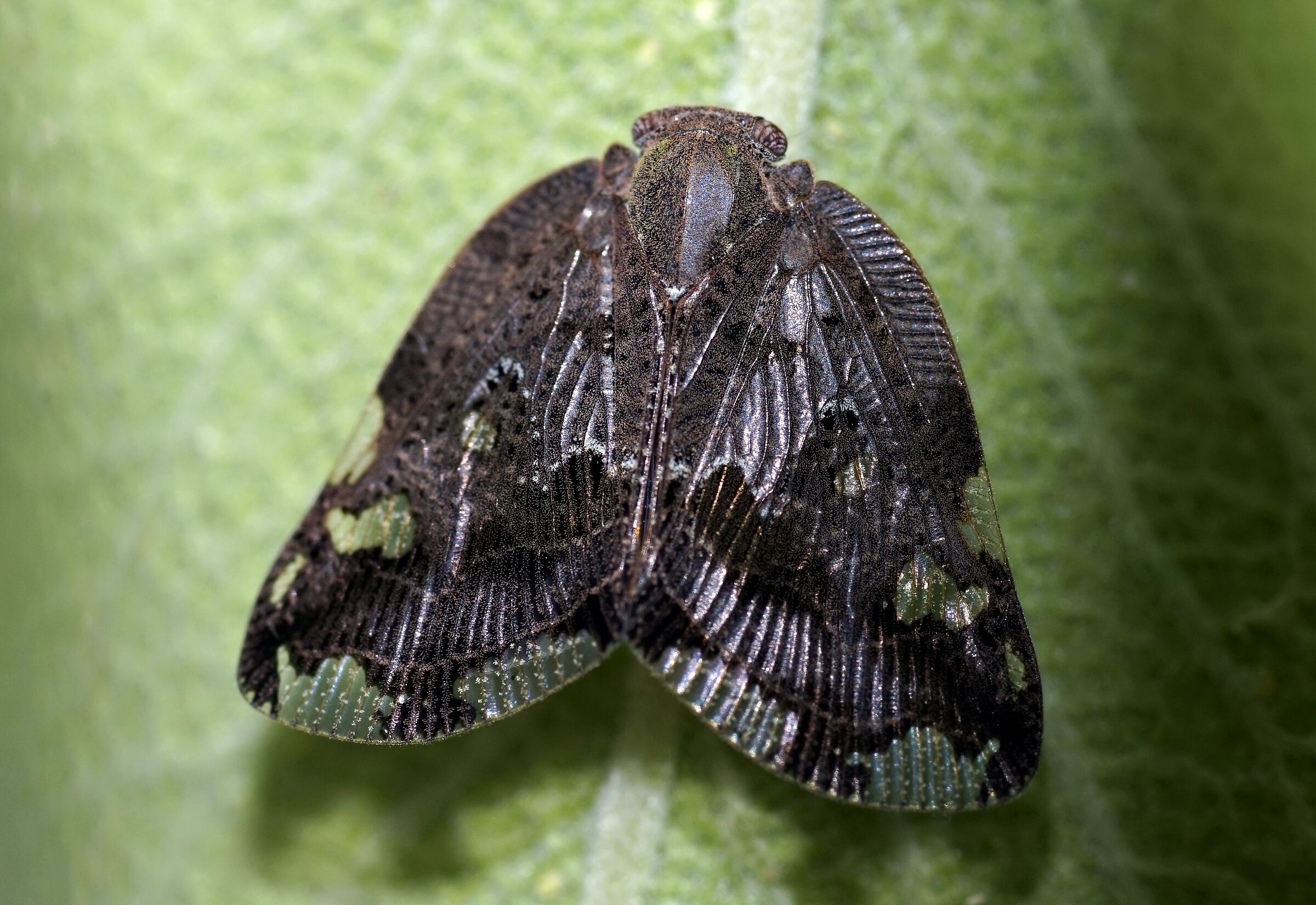 Una (relativamente) nuova specie aliena...