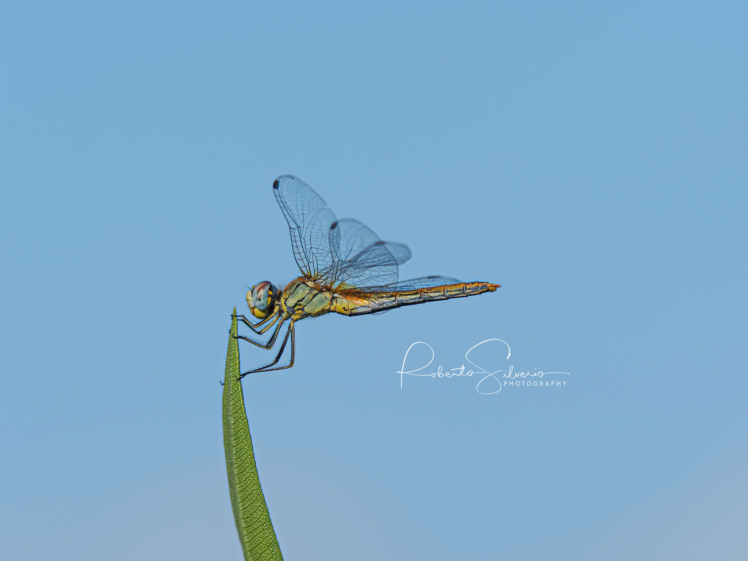 Dragonfly