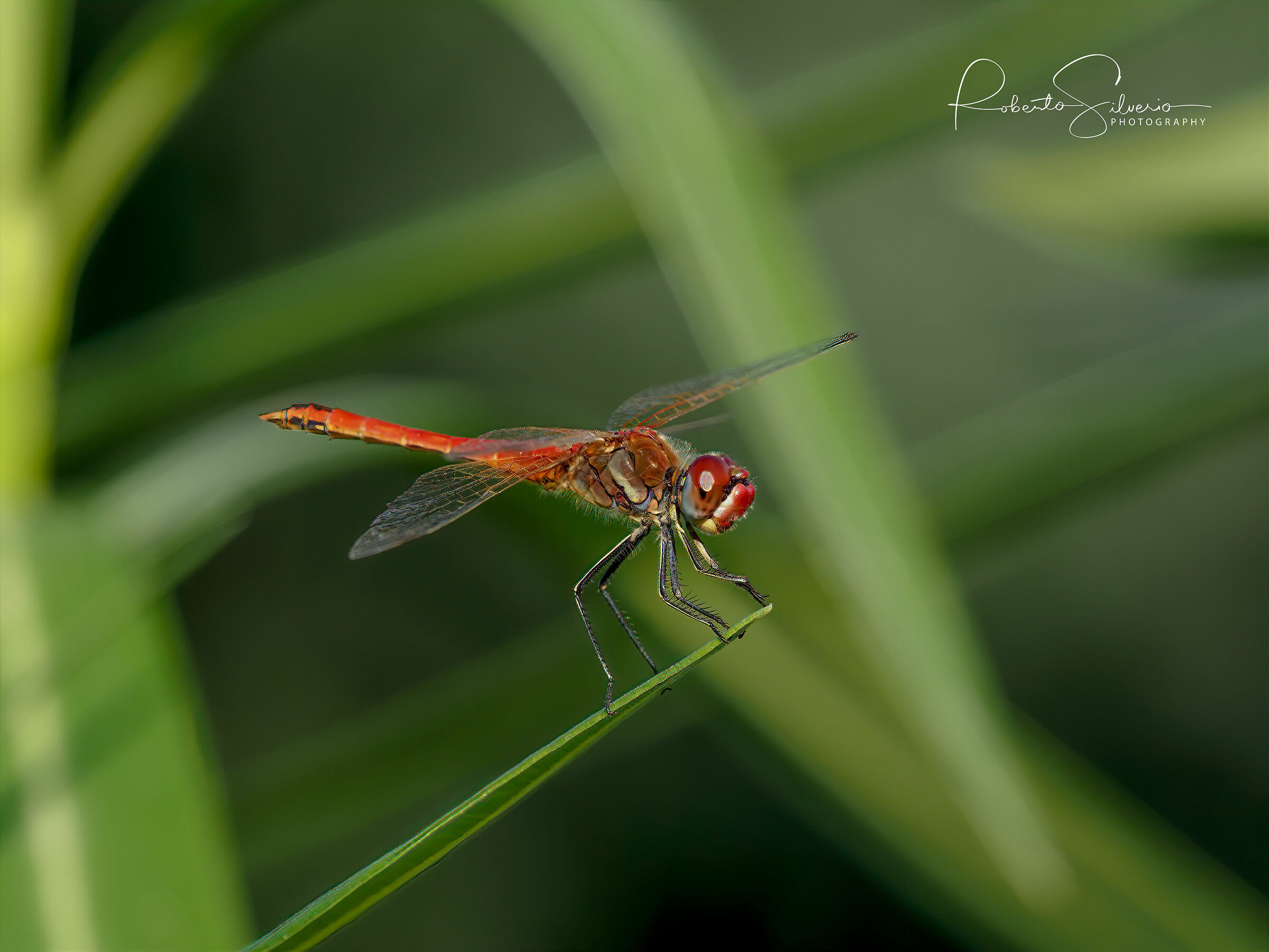 Dragonfly