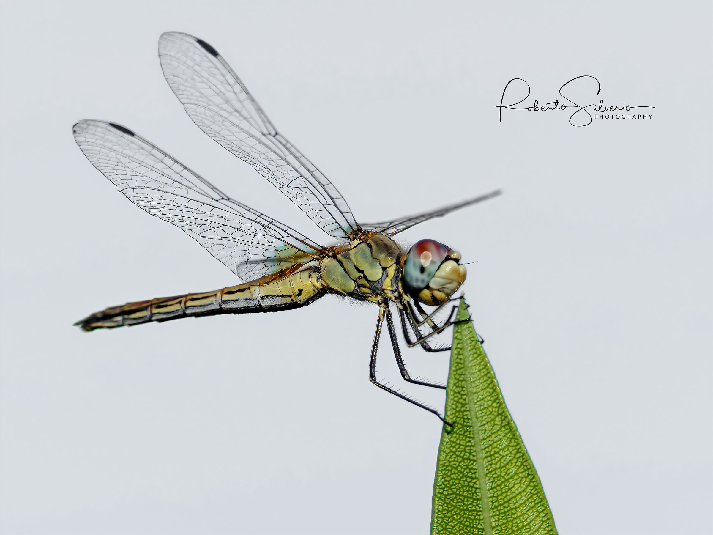 Dragonfly
