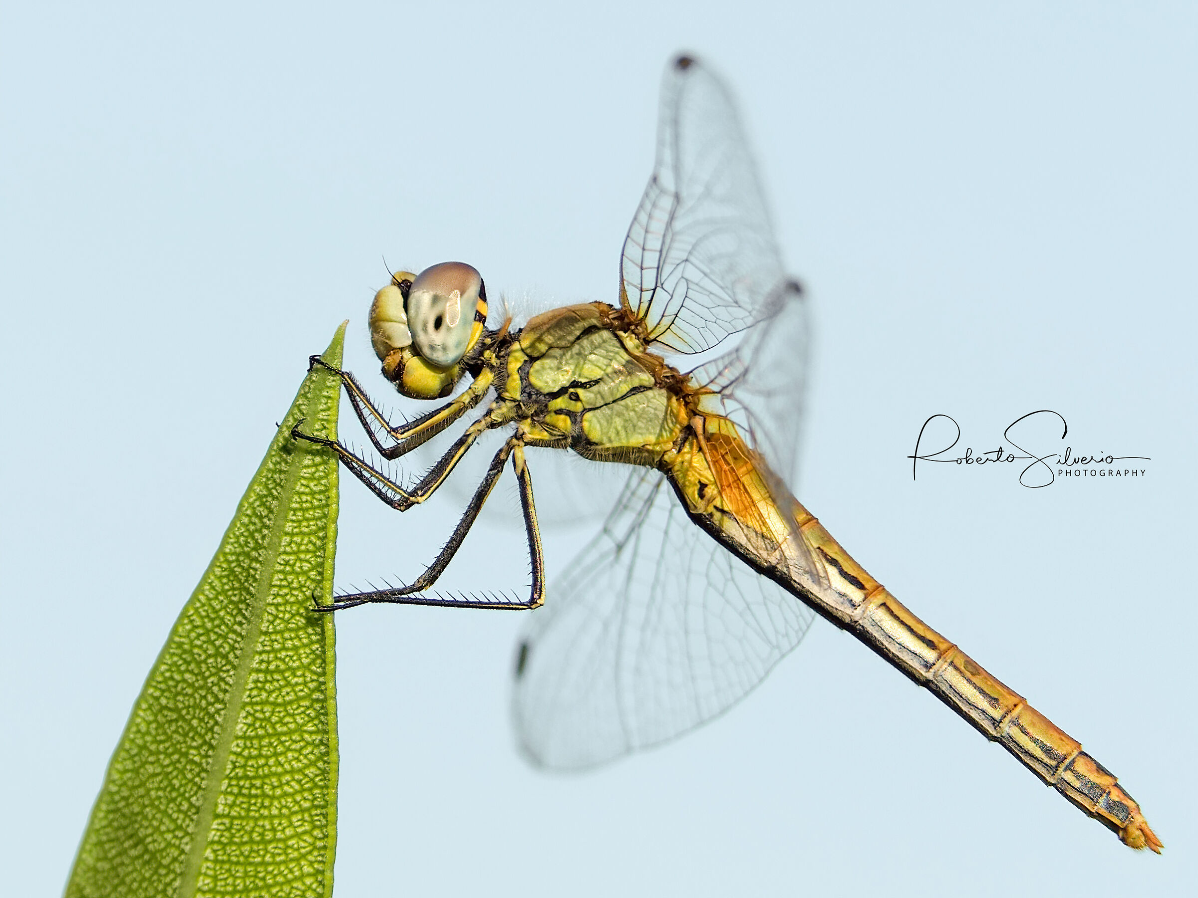 Dragonfly