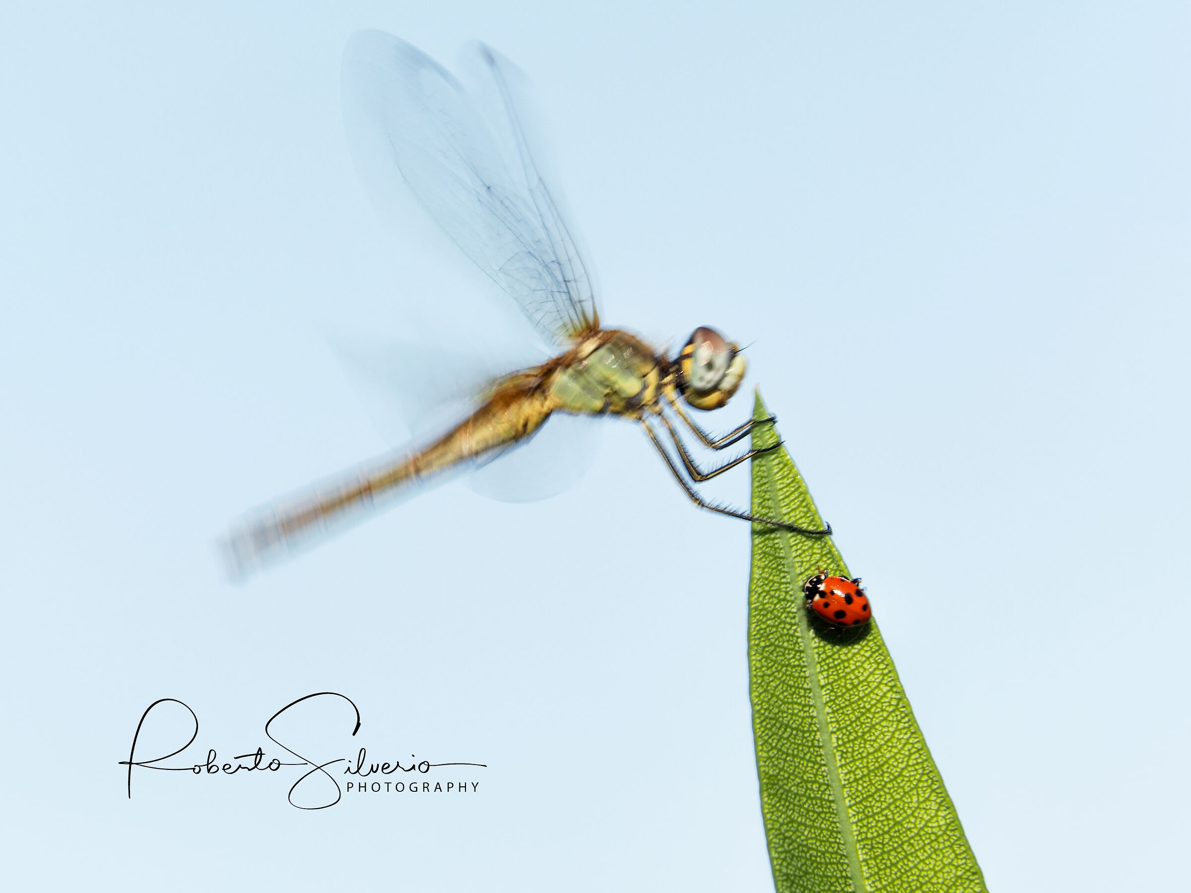 Coccinella dispettosa