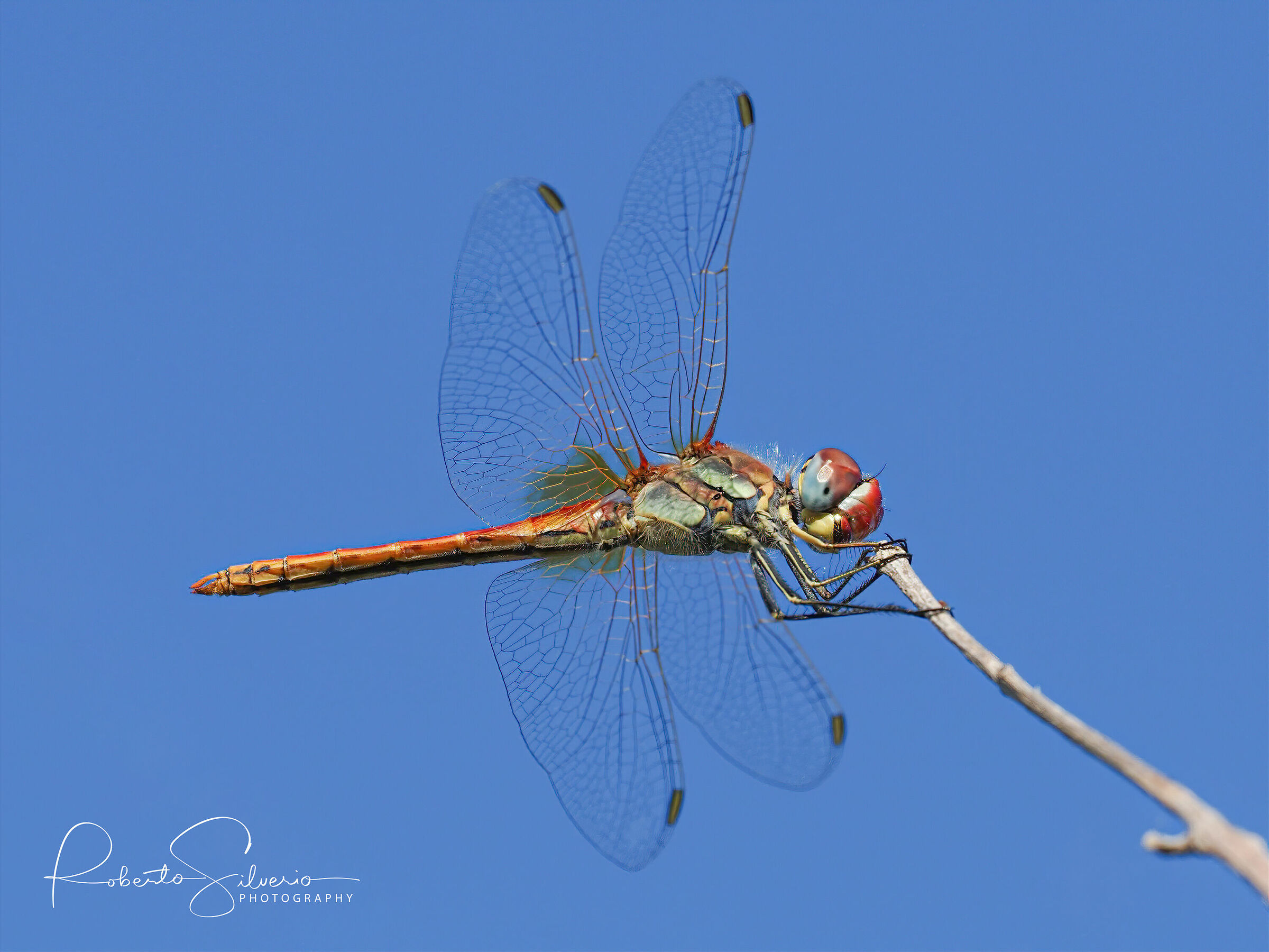 Dragonfly