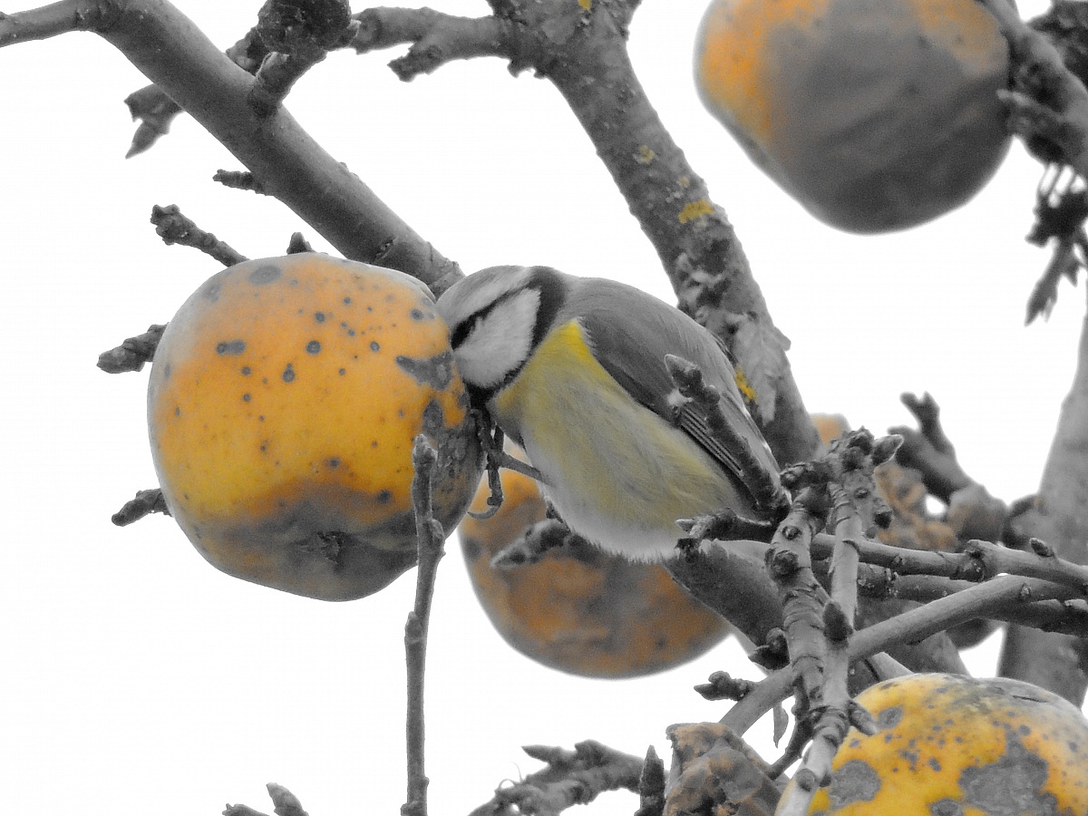 cincia in giallo grigio