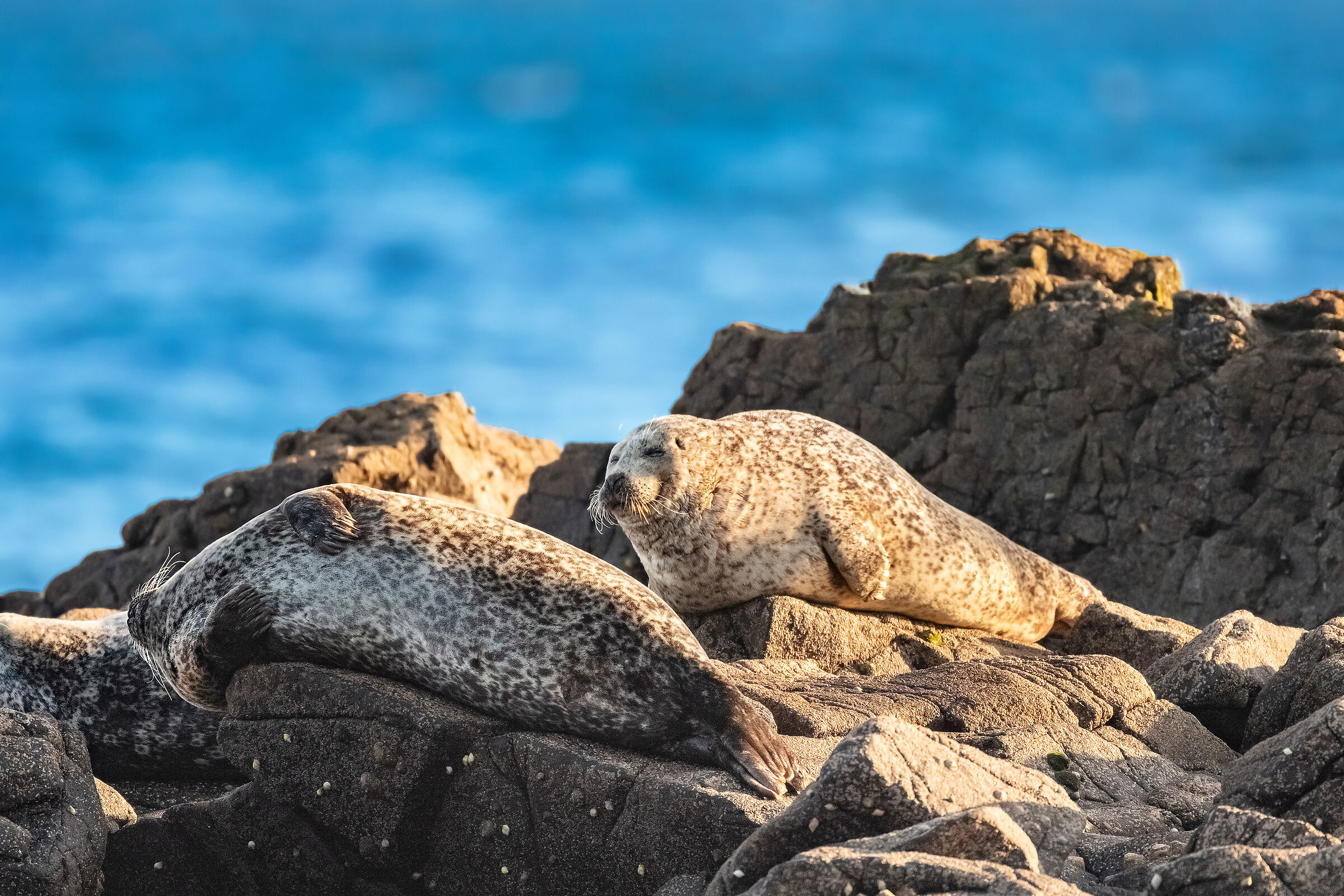 Halichoerus grypus - Foca grigia