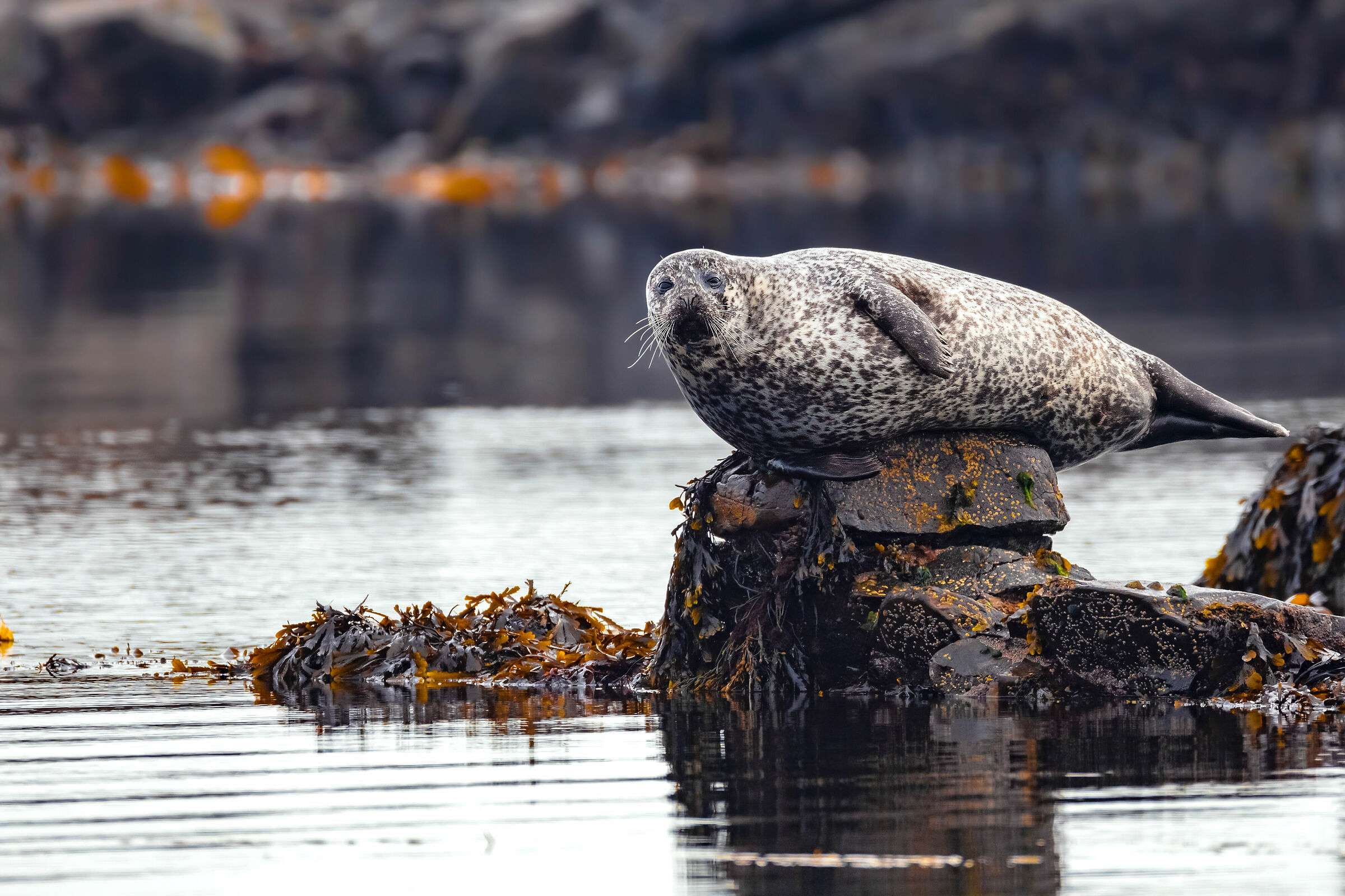 Halichoerus grypus - Foca grigia 2