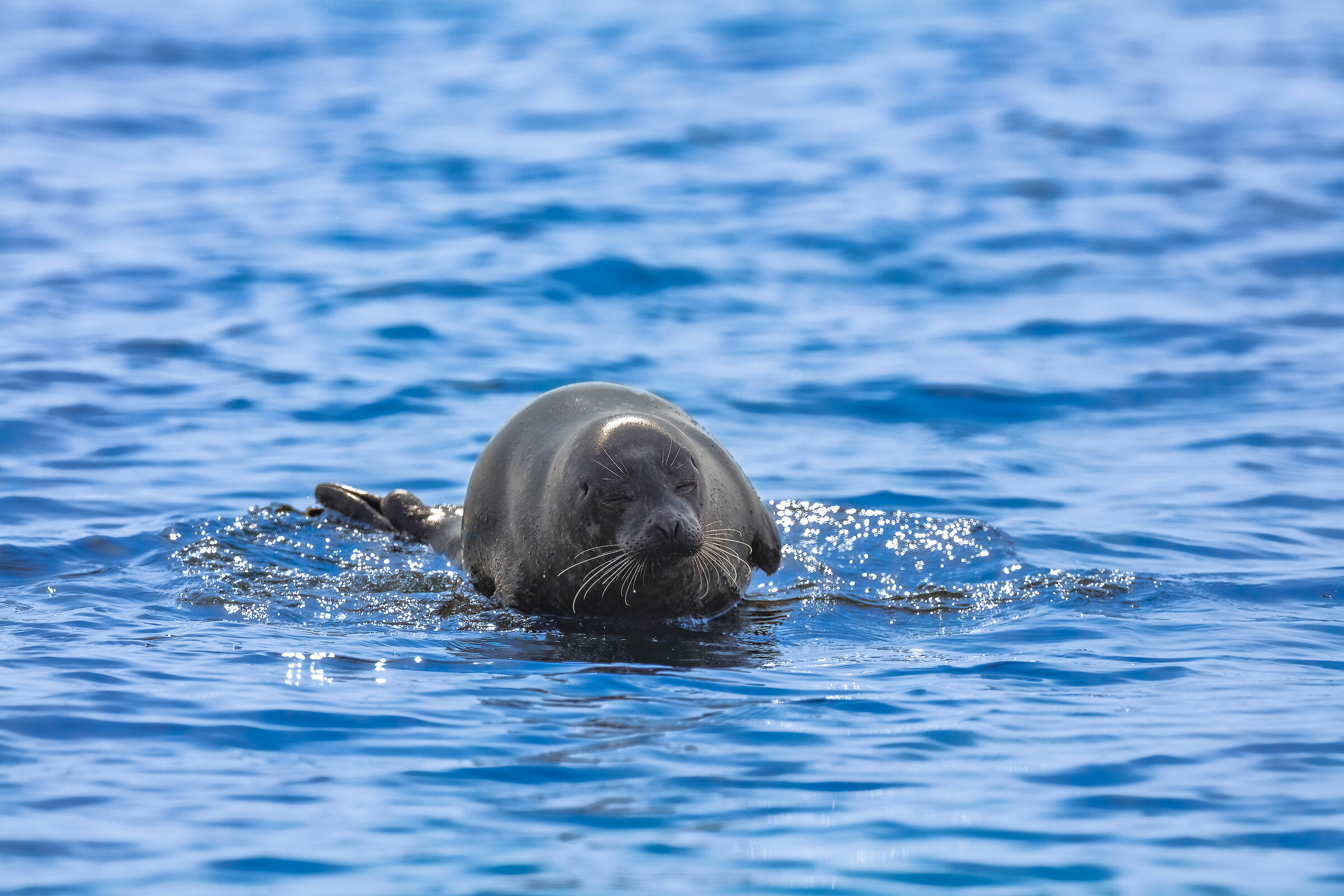 Halichoerus grypus - Foca grigia 3