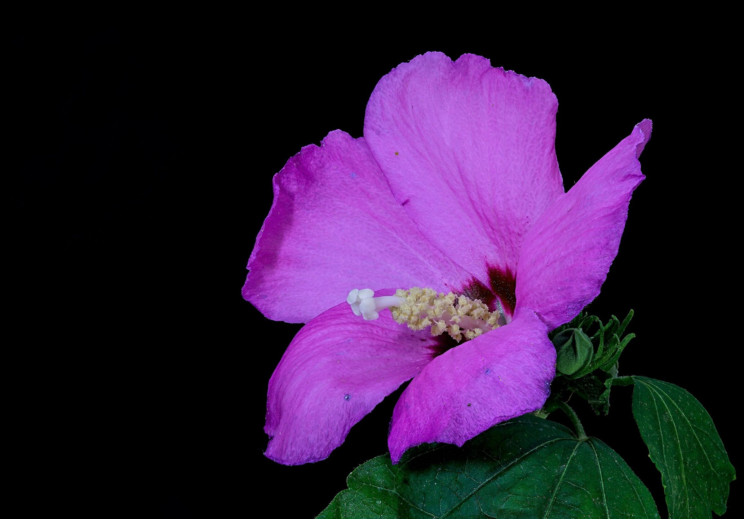 Hibiscus