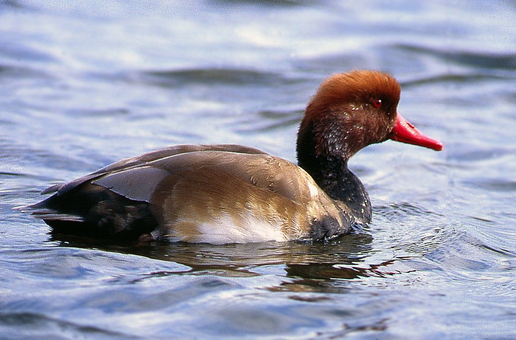 Pochard male turkish
