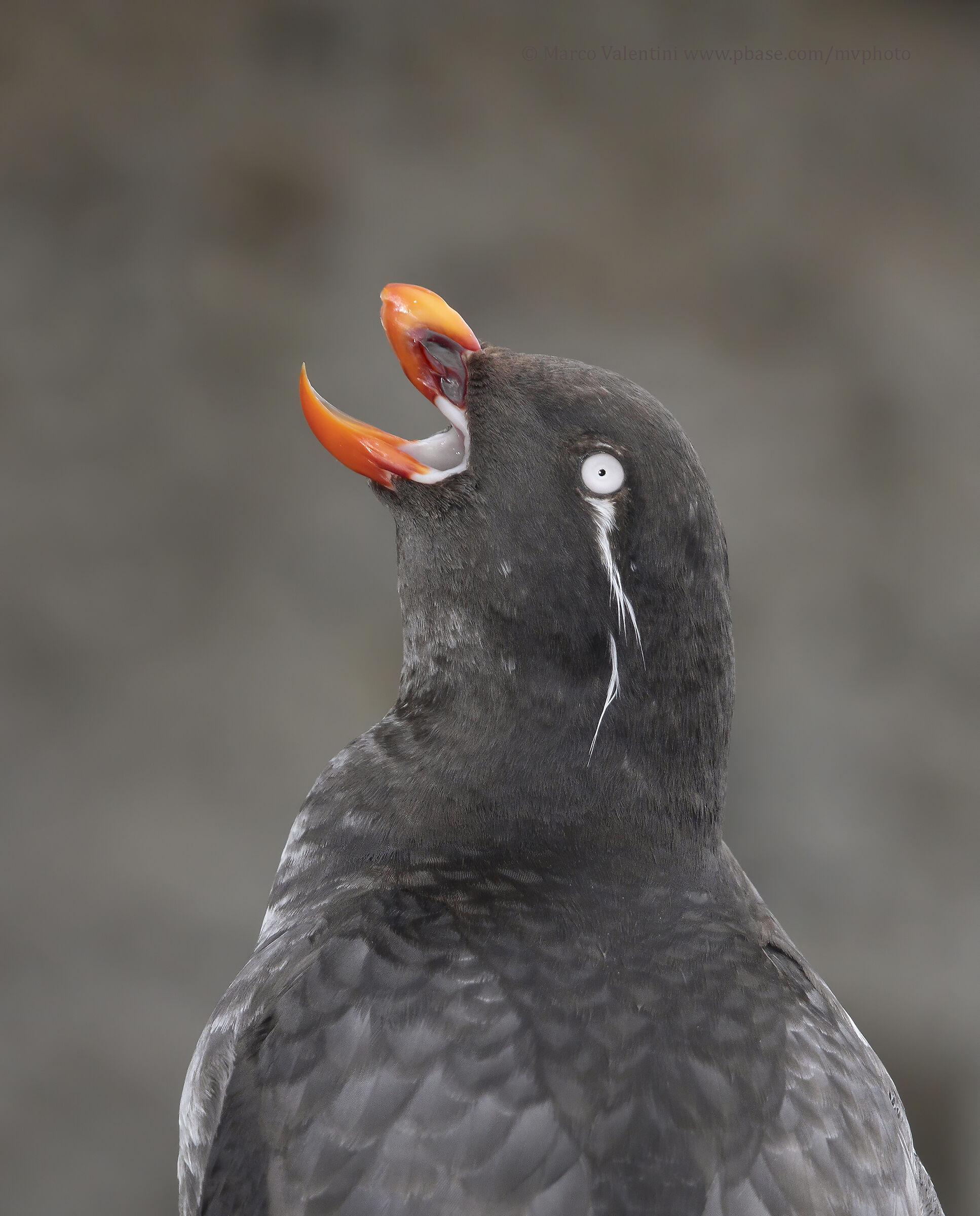 Portrait of the Parrot