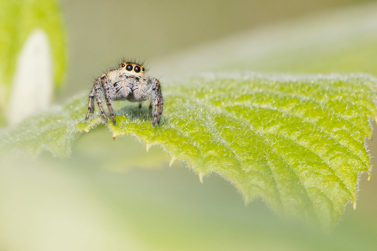 Salticidae