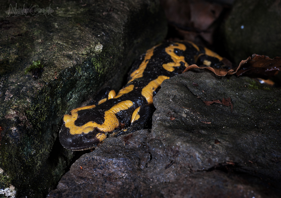 Salamandra