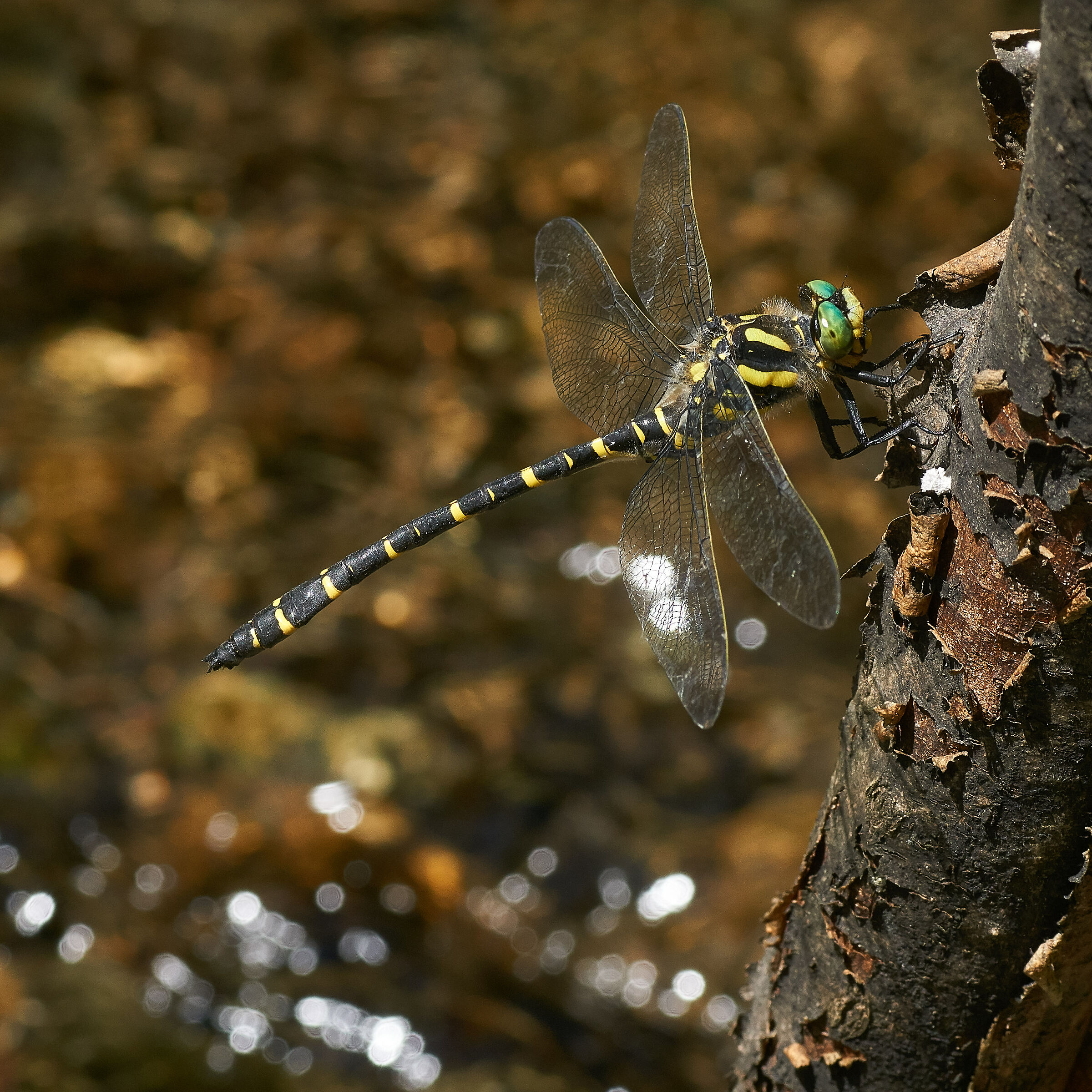 Cordulegaster boltonii sul ruscello
