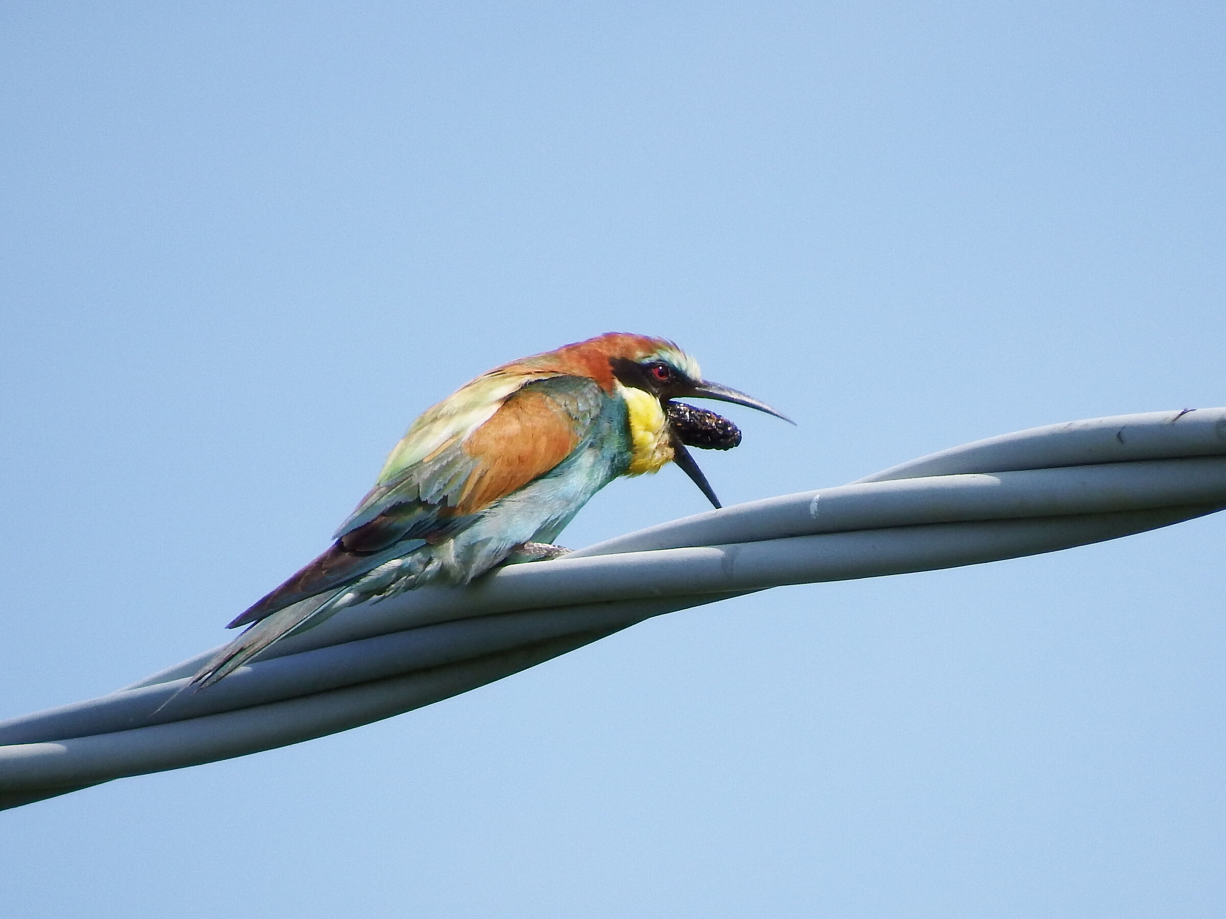 Gruccione che rigurgita la borra