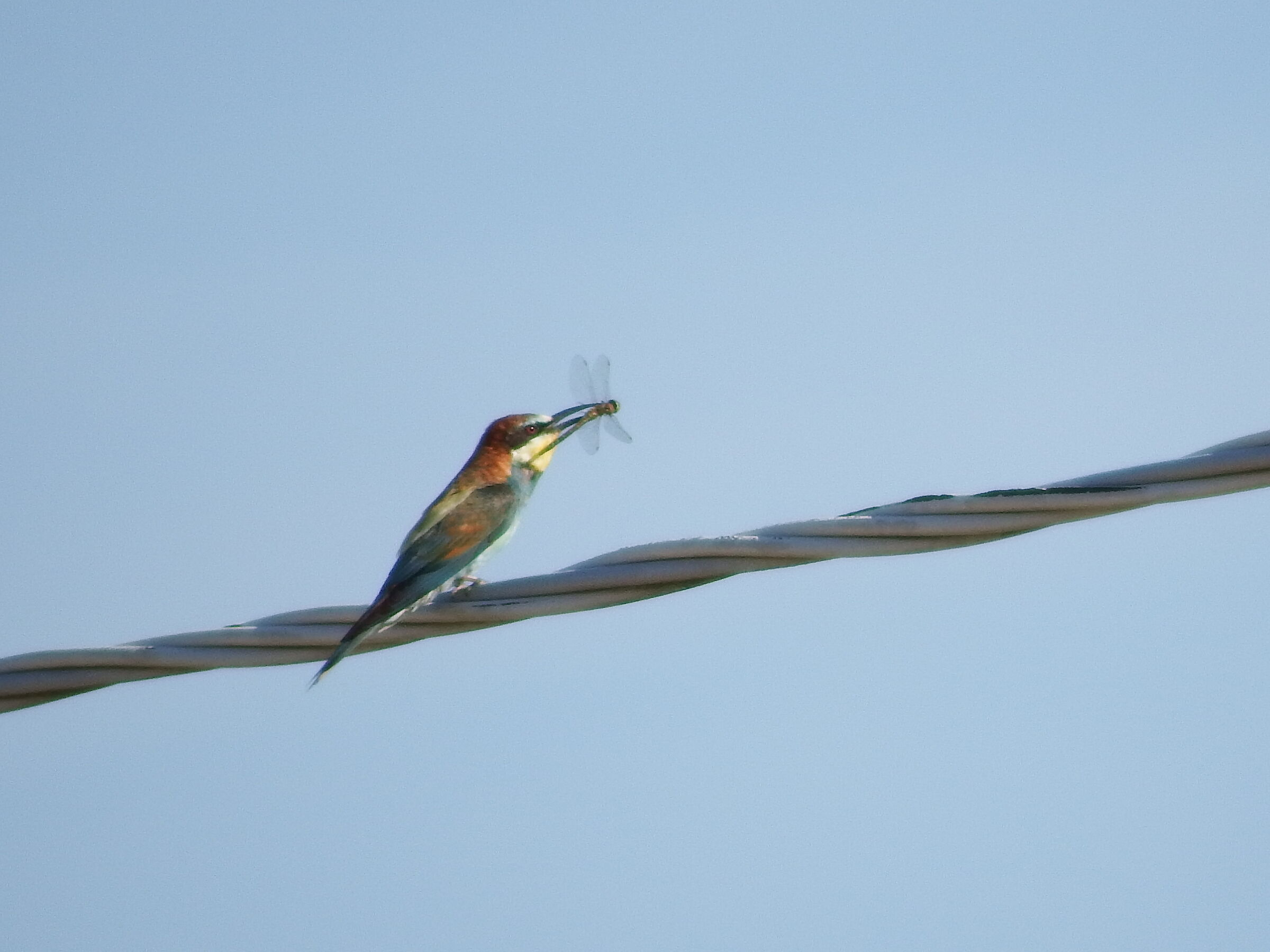 Gruccione con libellula