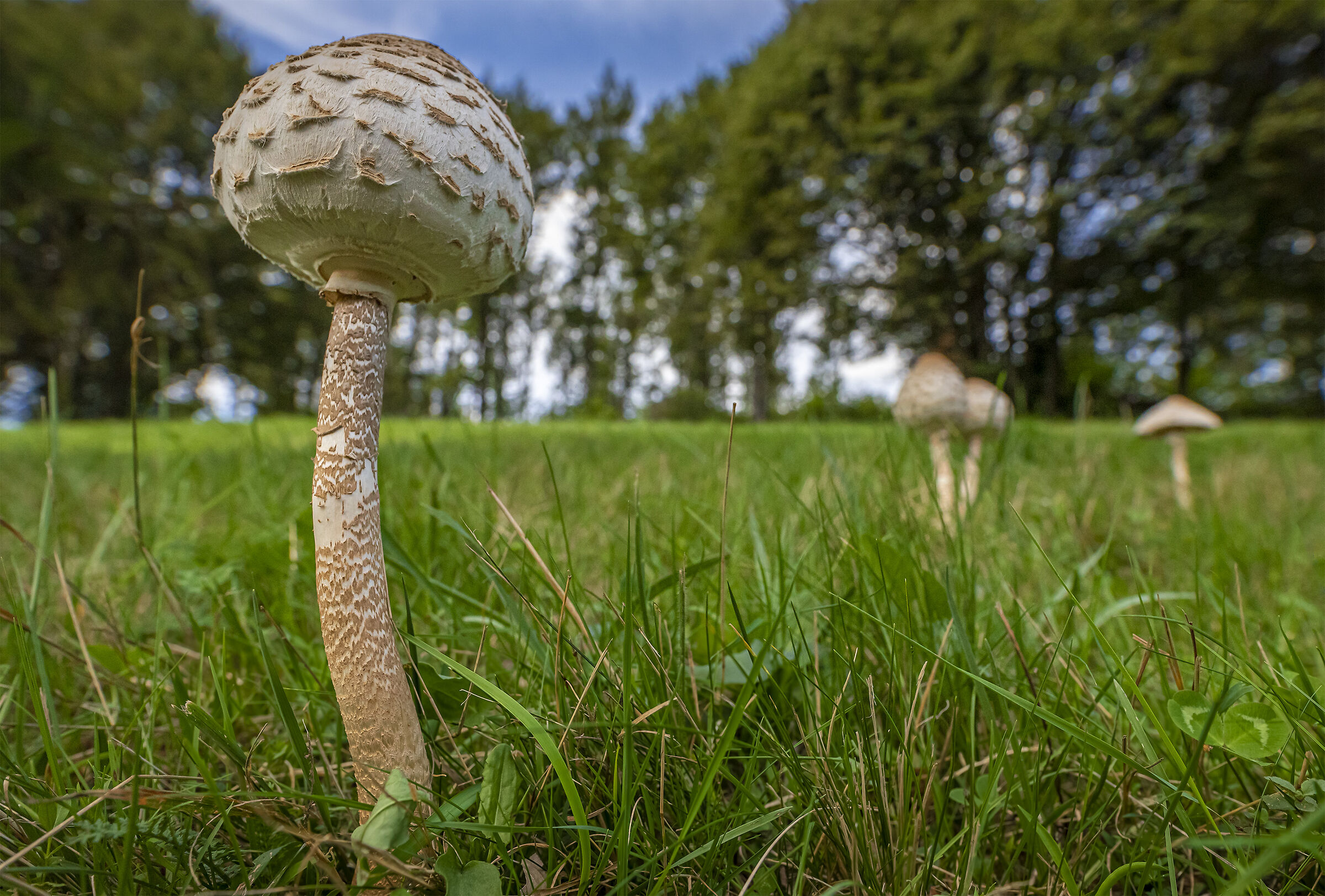 Macrolepiota procera