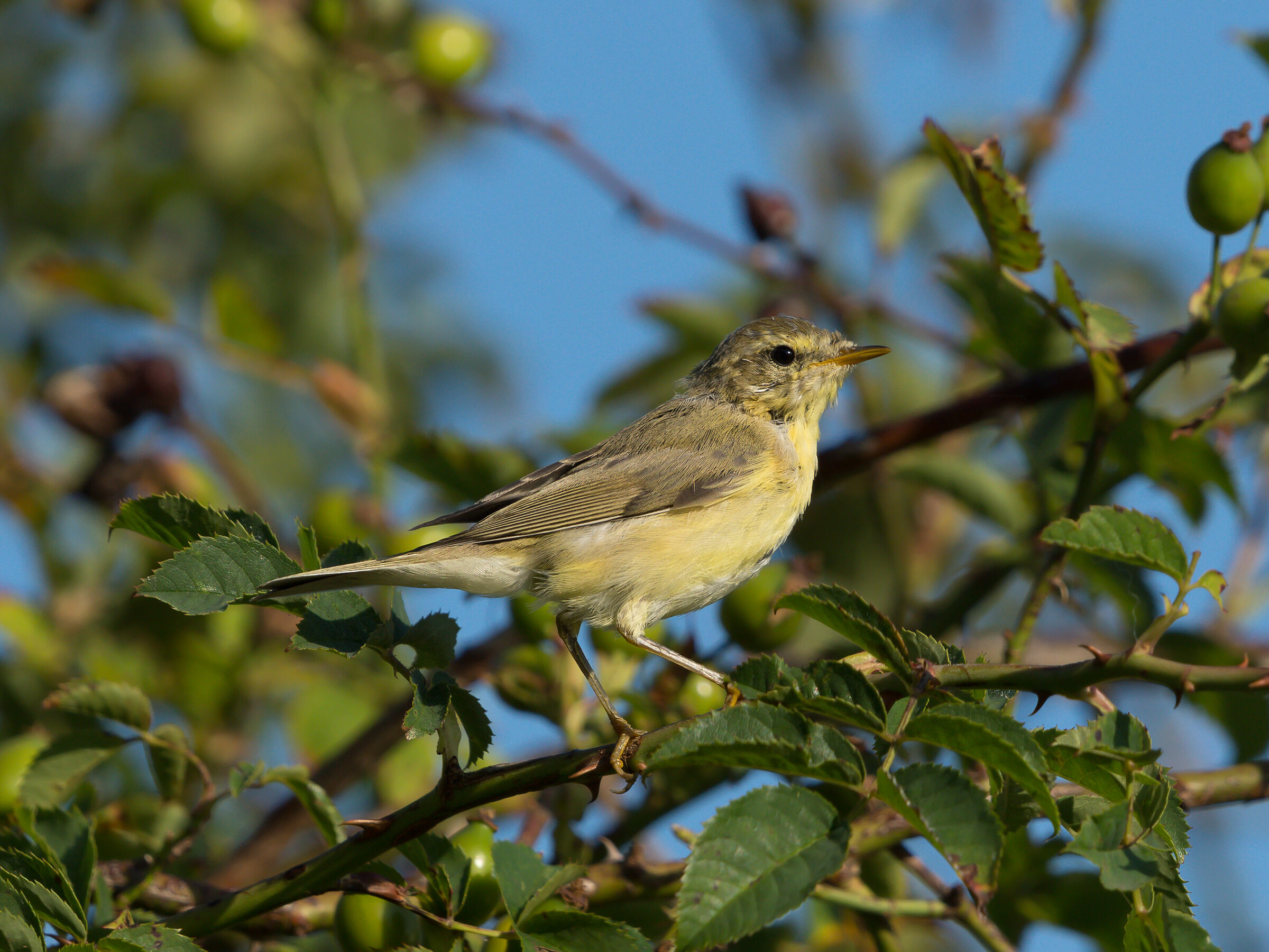 Willow warbler (Phylloscopus trochilus)