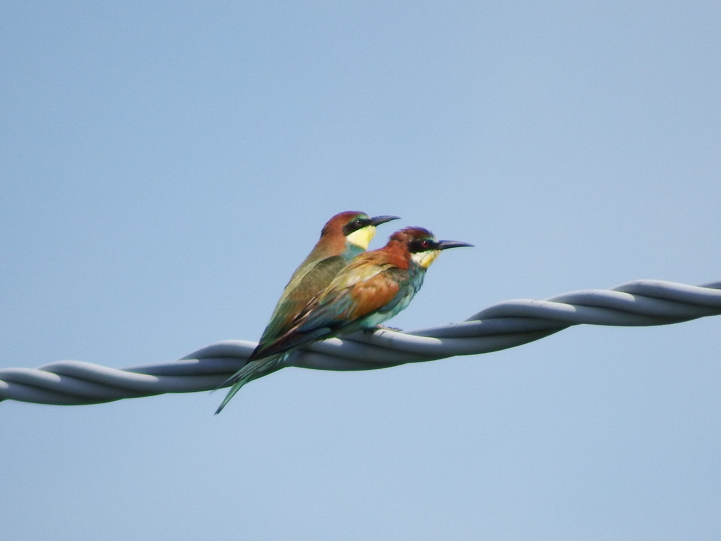 Gruccioni - generations in comparison