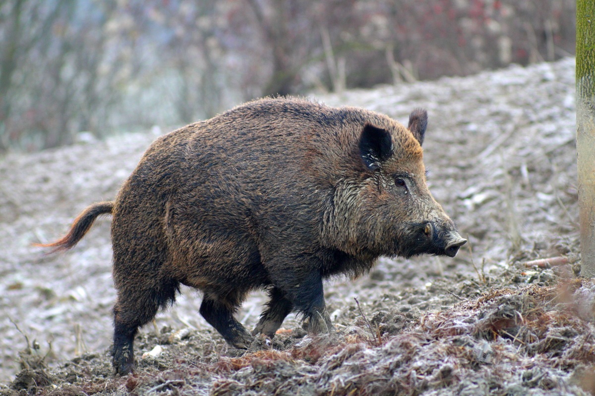 Boar