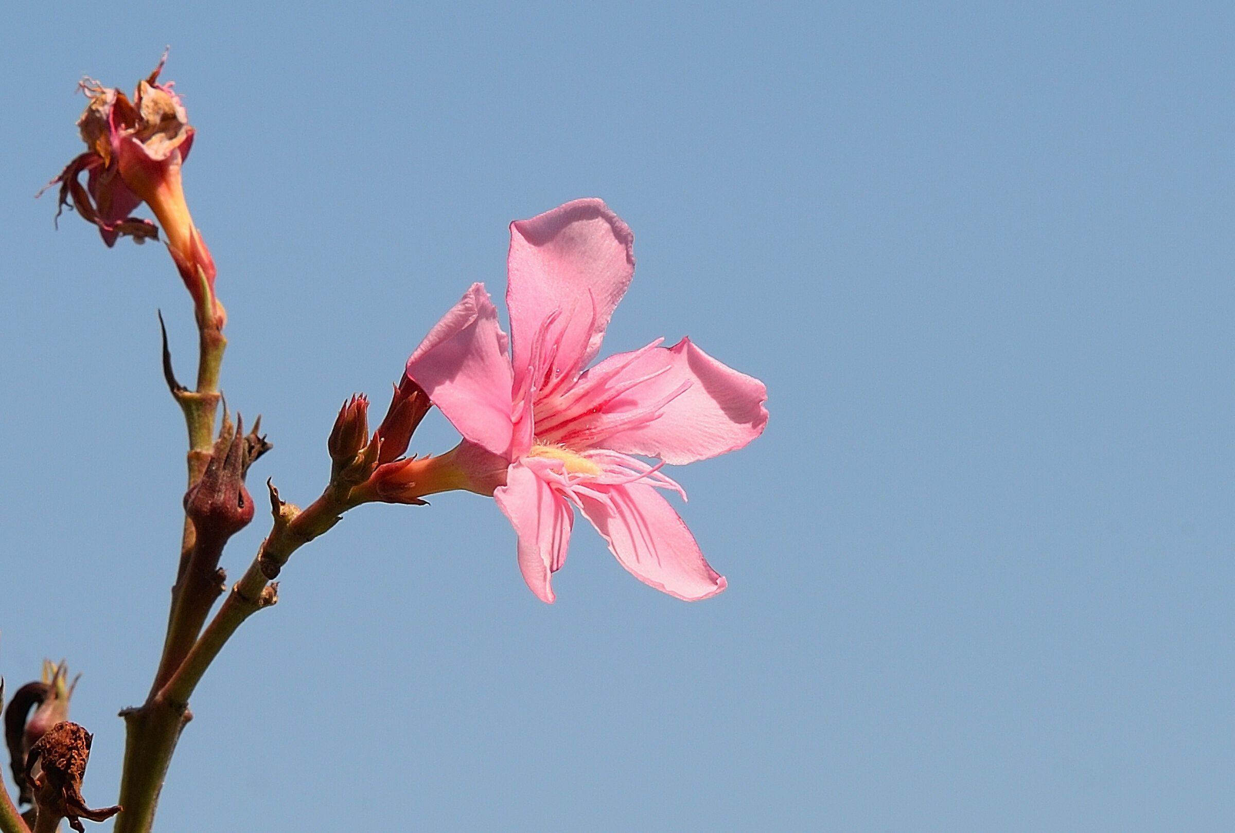 Nerium Oleander_2