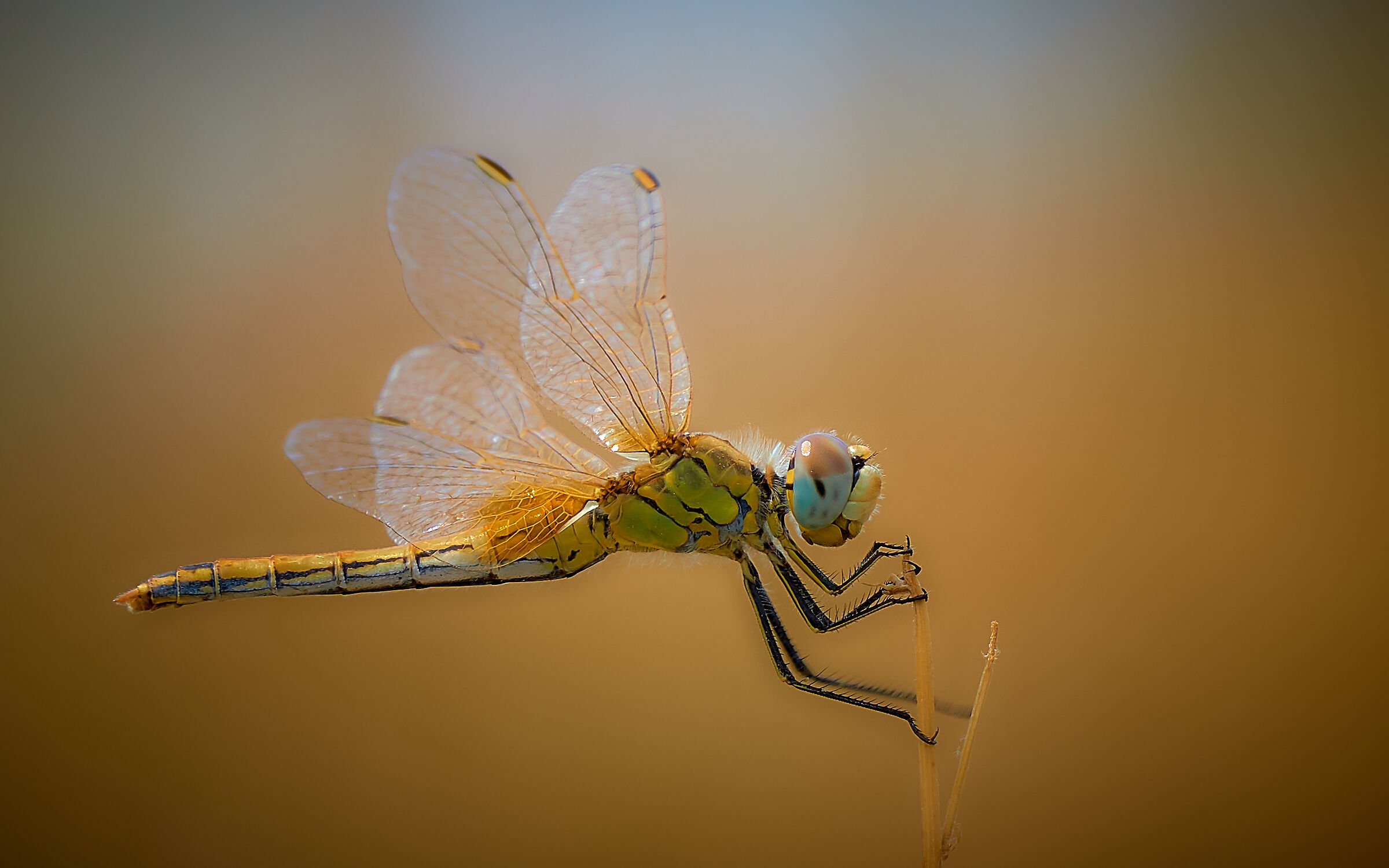 Sympetrum Fonscolombii femmina
