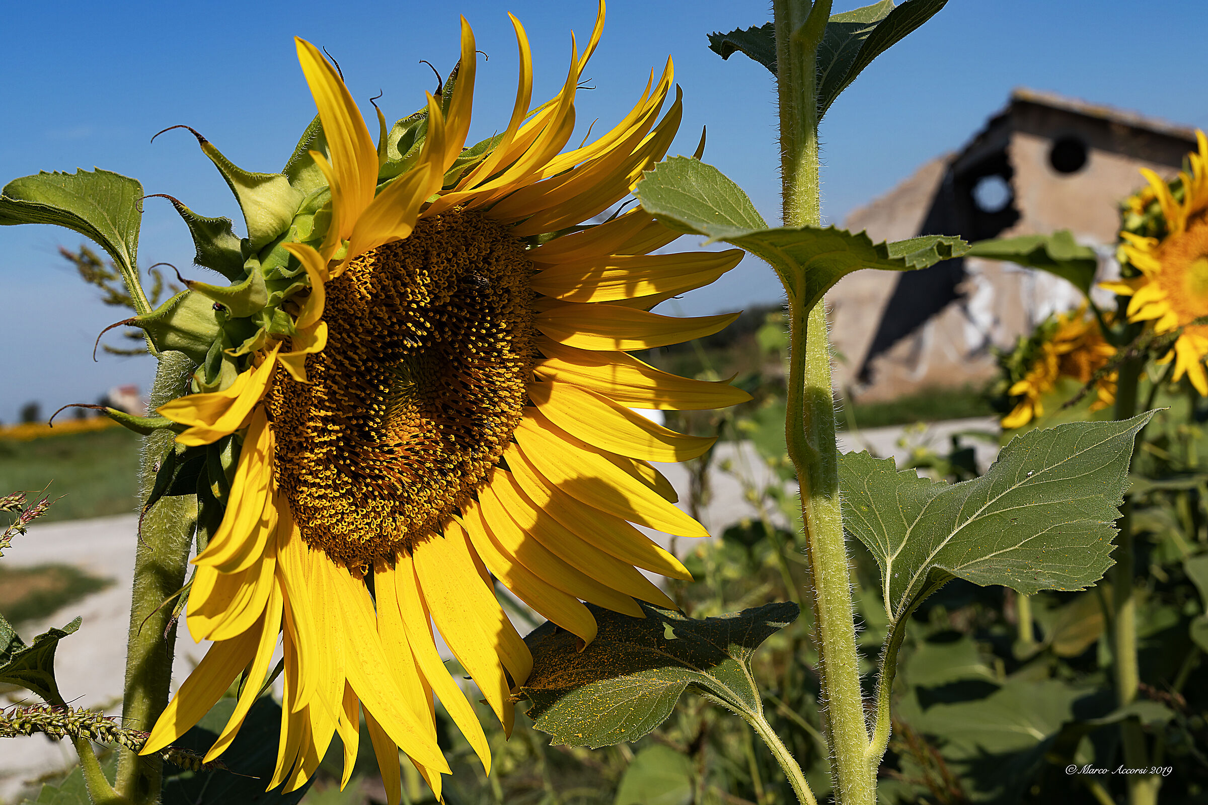 Sunflowers and Old Casolare