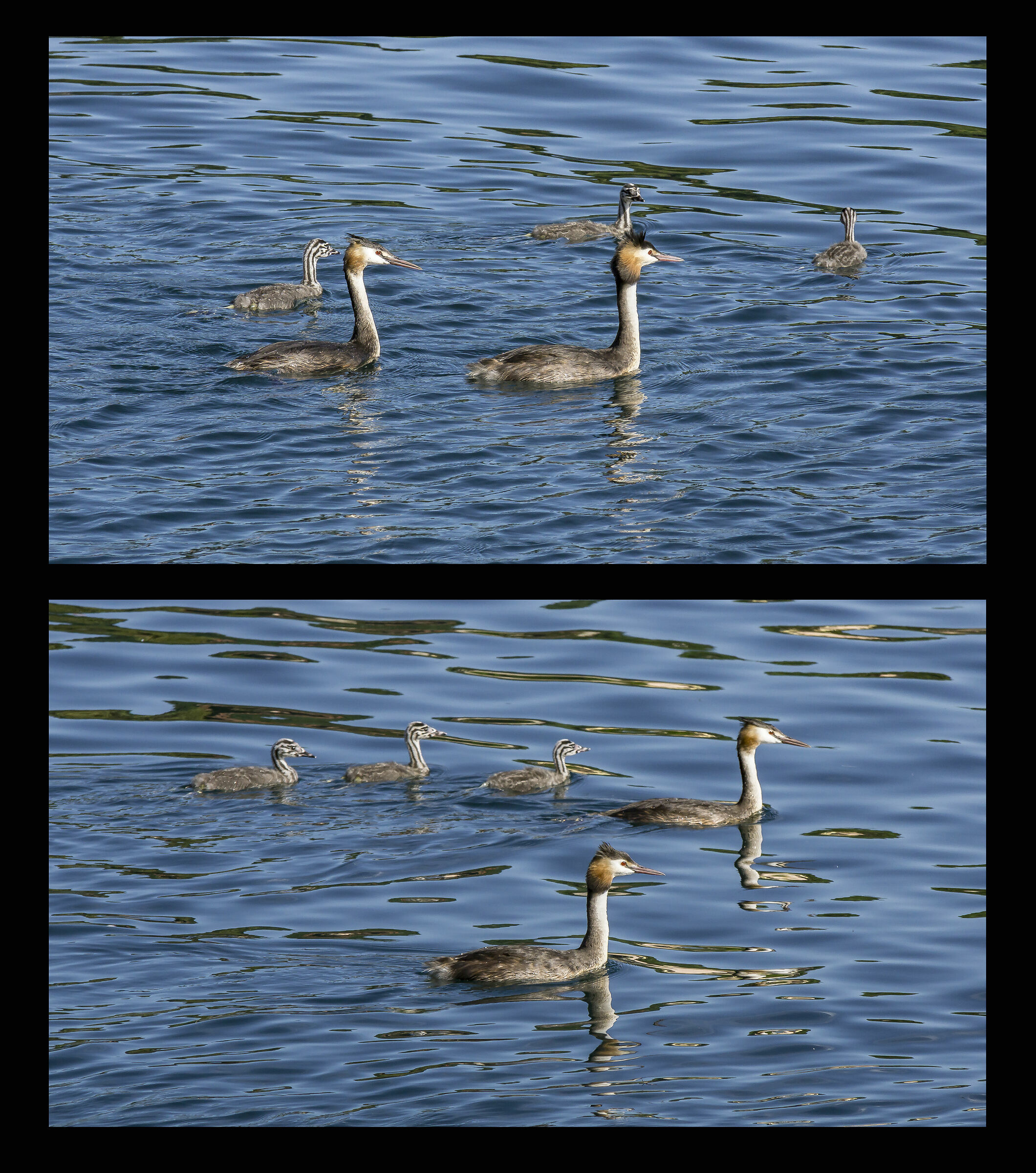 Famiglia di svassi - Mercoledì 14 agosto 2019, 17:17
