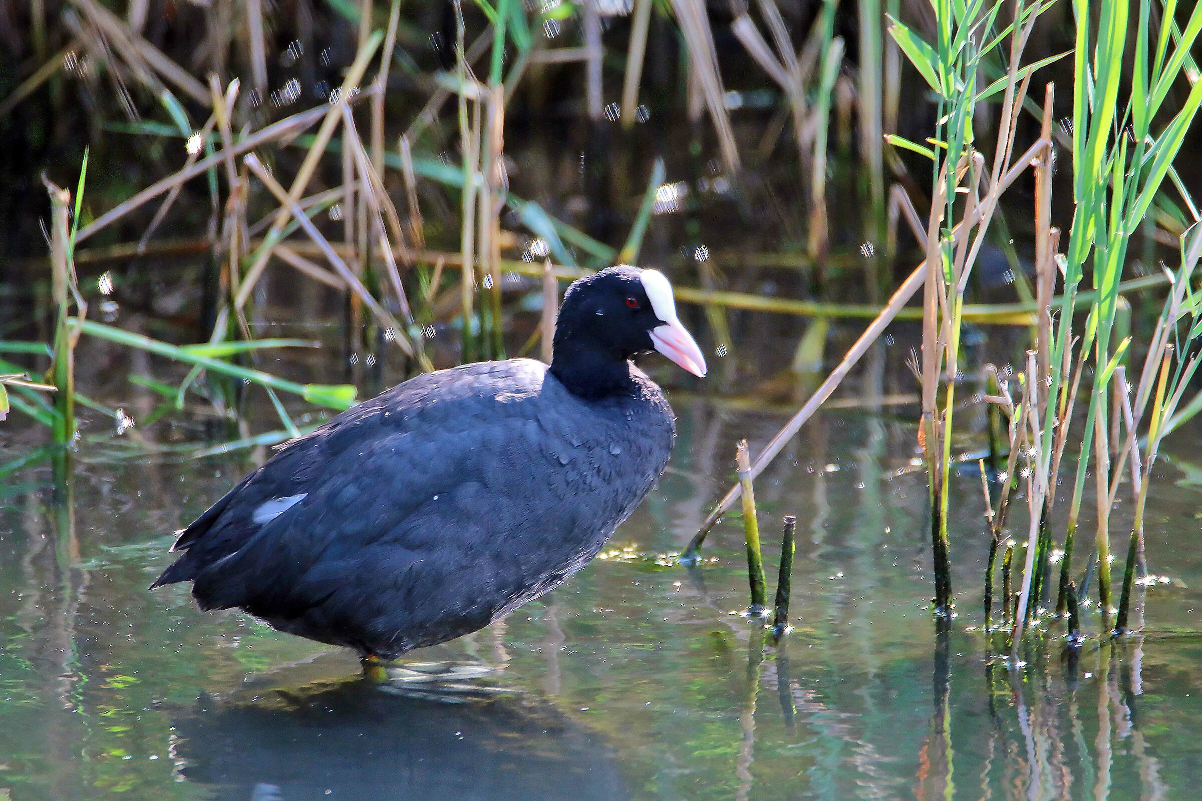 Coot