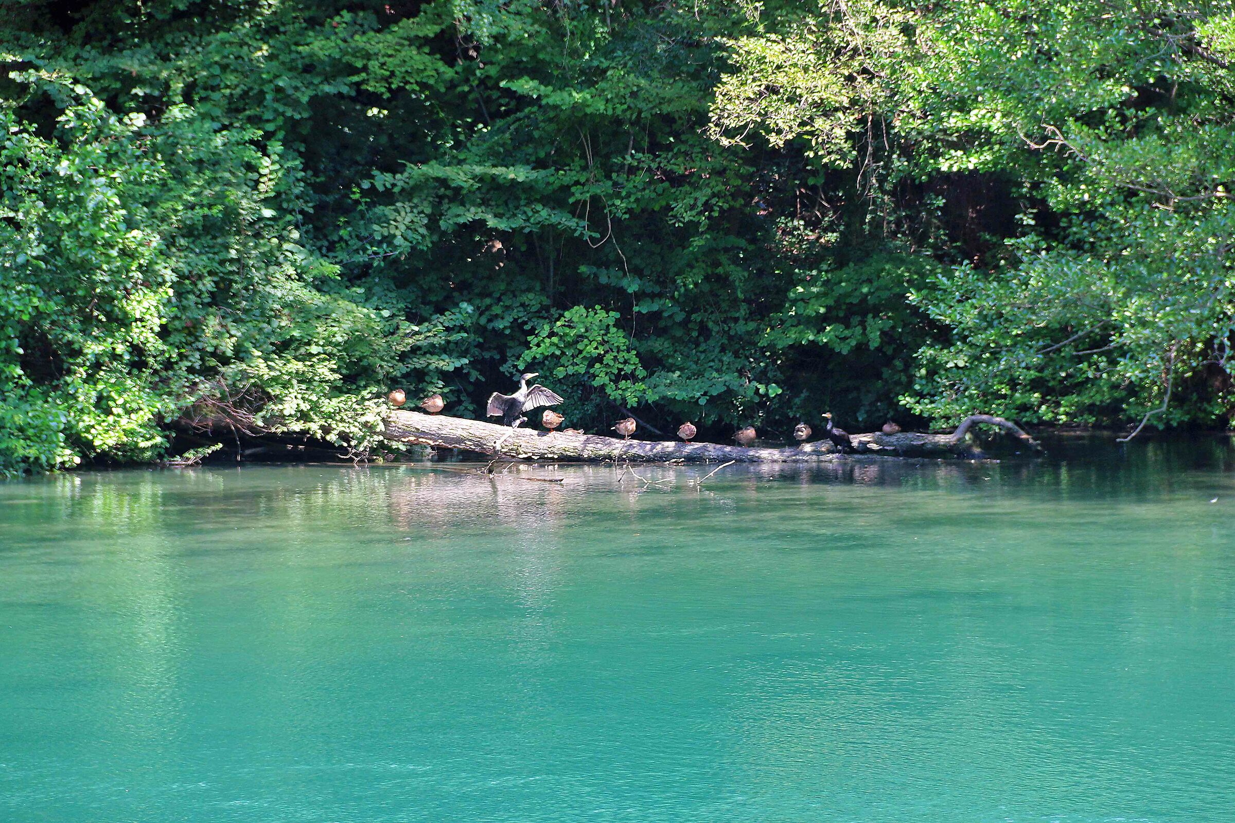 Sulle rive dell adda