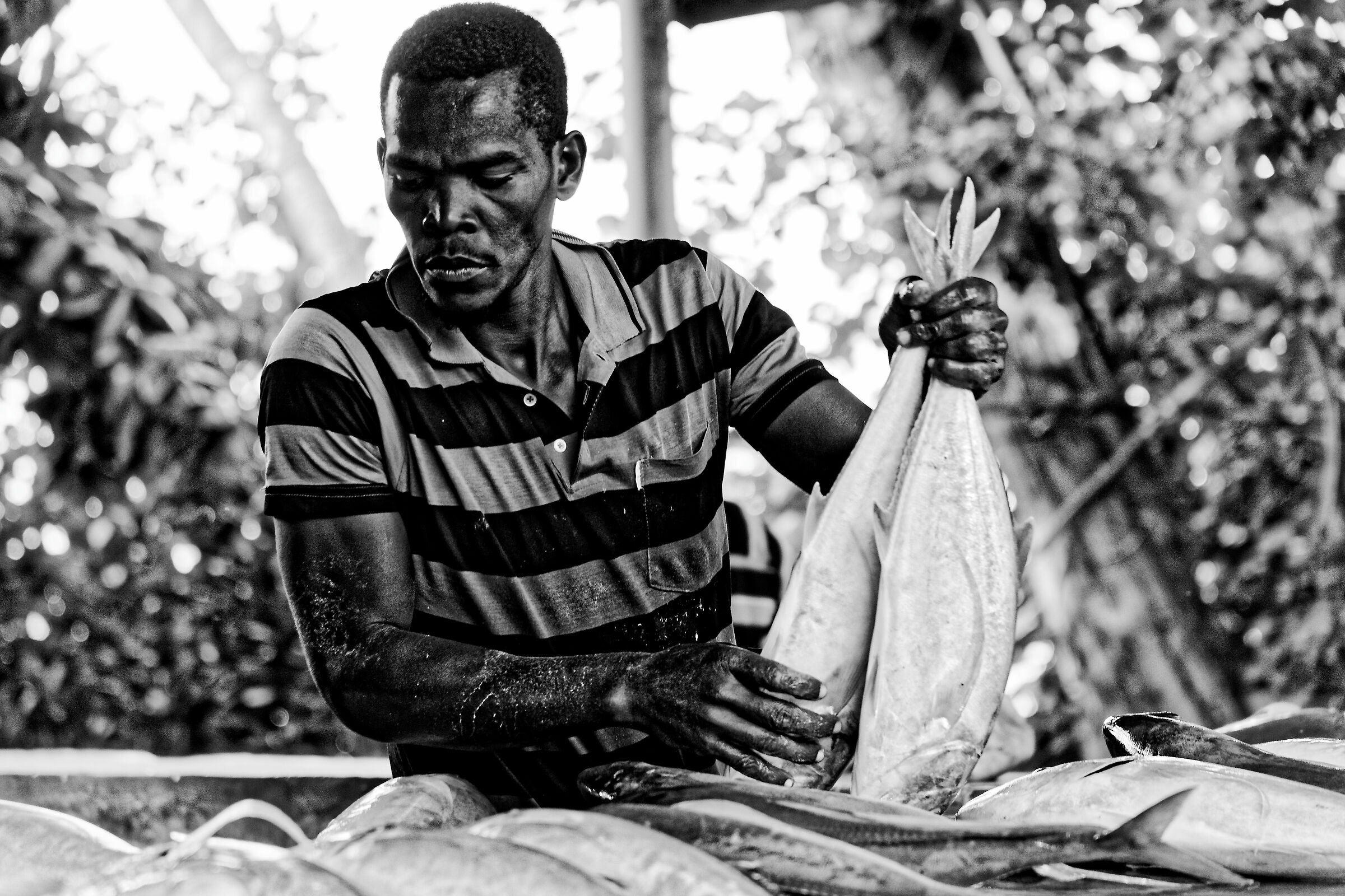 Fresh Fish from the Indian Ocean